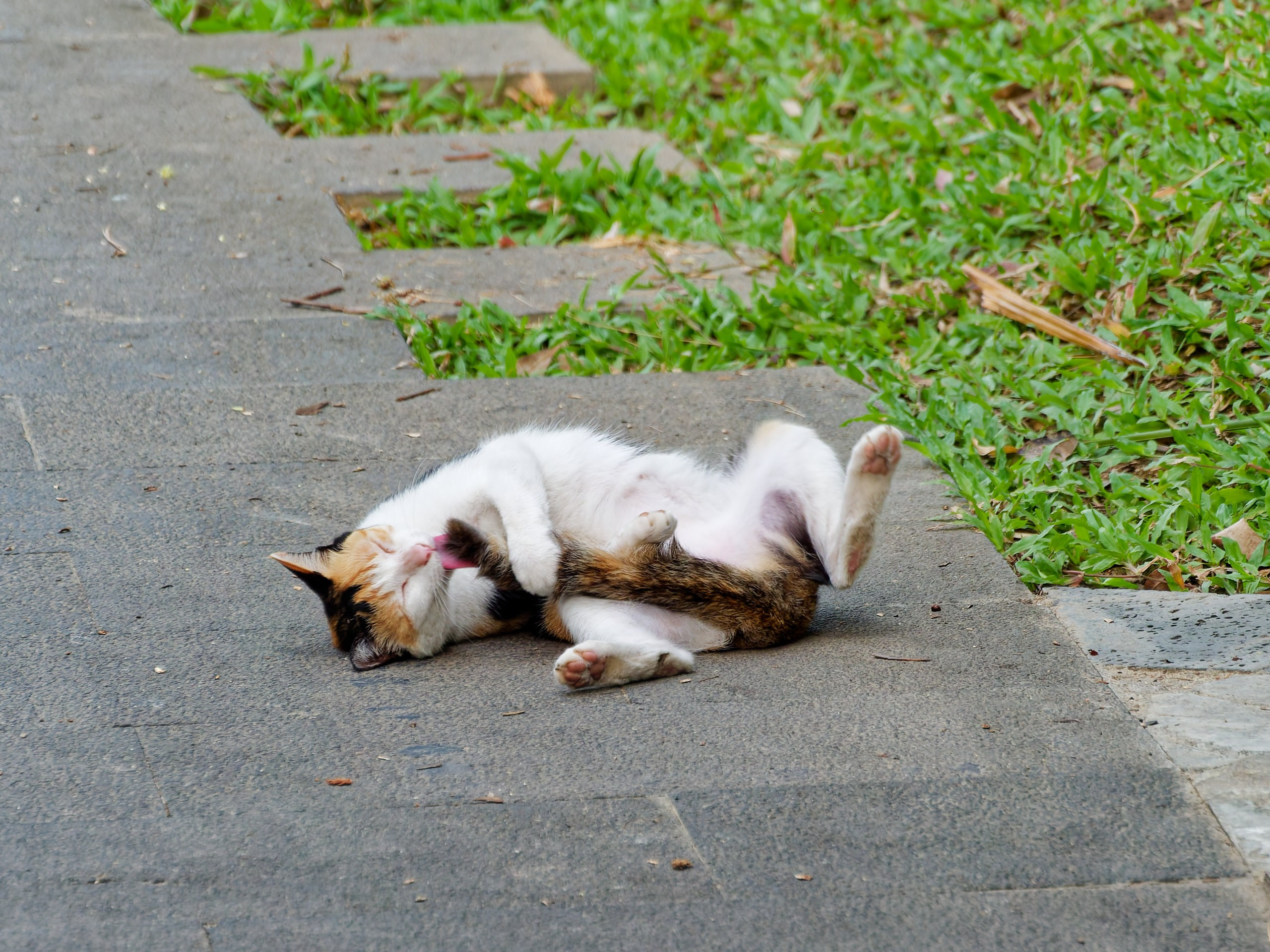 Хайнань 2026, прочая фауна, насекомые. Фотопрогулки по Миру