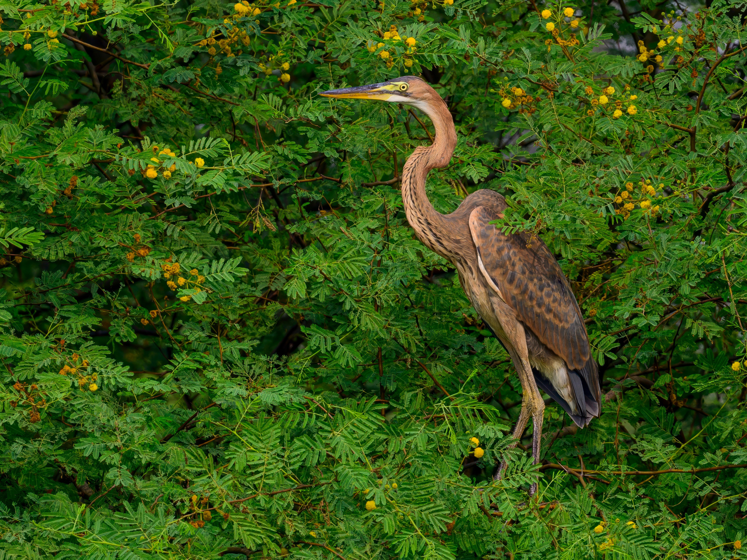 Раджастан, Индия. Wildlife photography by Sergey Puponin