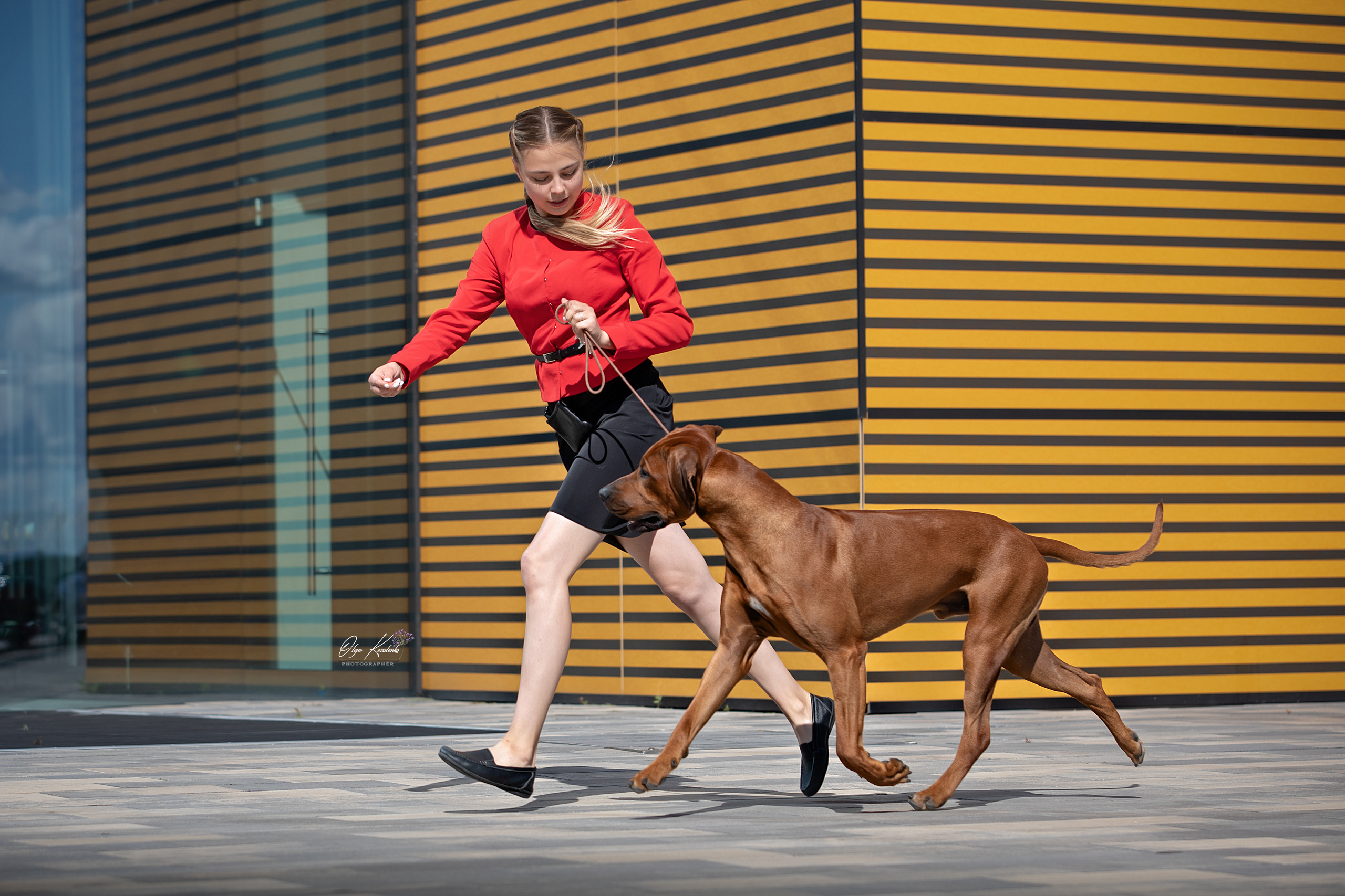 Фотографии родезийского риджбека Adhamas Geni Nala (Алана). Rhodesian ridgeback Adhamas Geni Nala