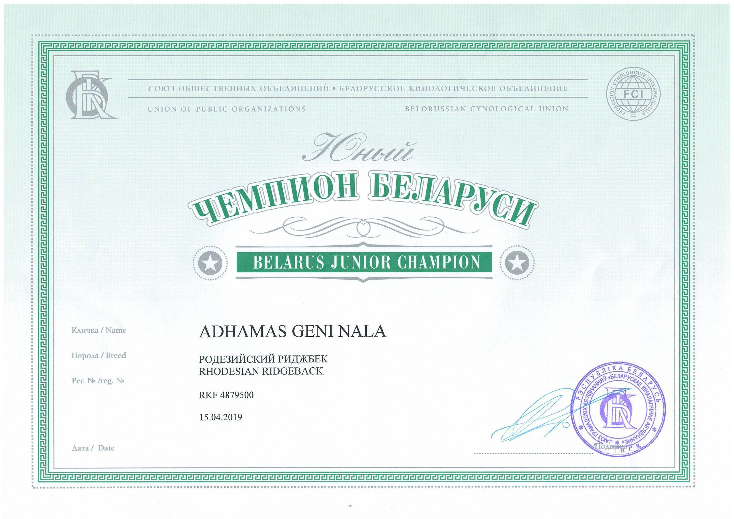 Титулы и чемпионство родезийского риджбека Adhamas Geni Nala (Алана). Rhodesian ridgeback Adhamas Geni Nala