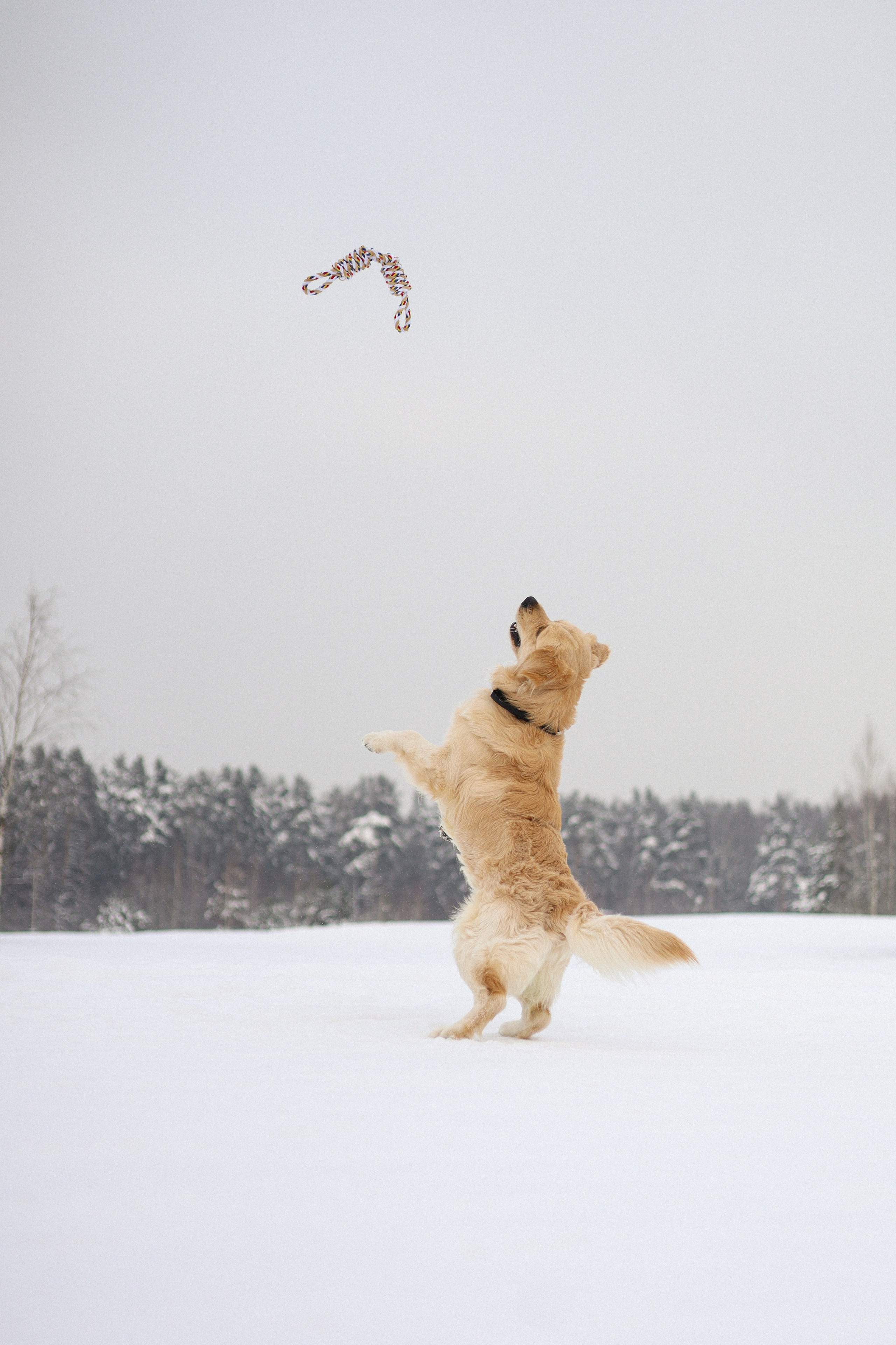 Стивен, Лена и Миша. Фотограф-анималист Ксения Шевцова|Москва