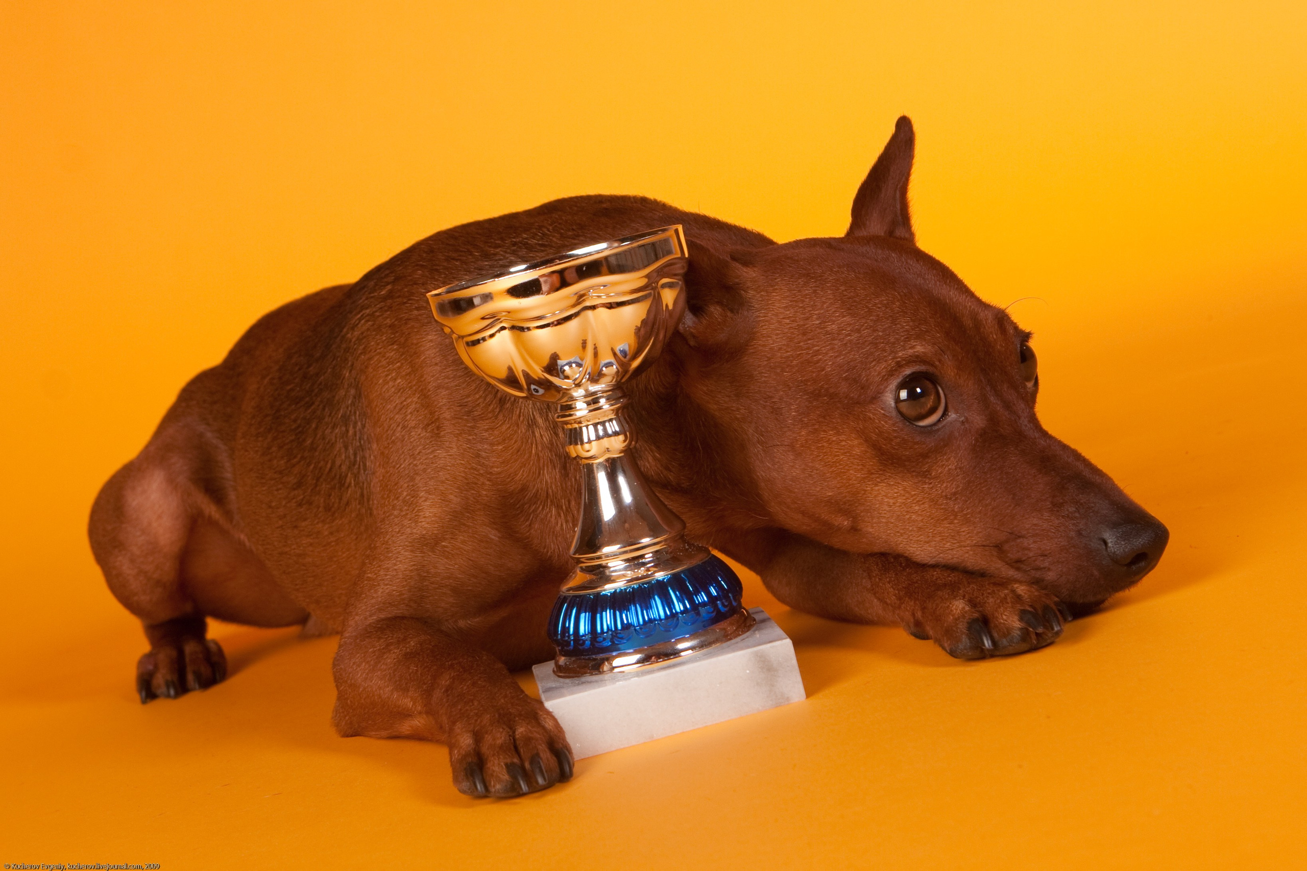 Собачки в студии. Кучеров Евгений. Фотограф
