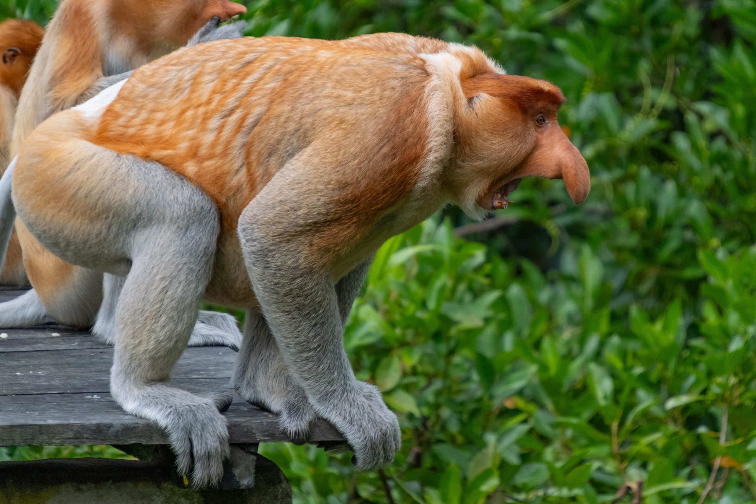 О. Борнео, г. Сандакан. В мире животных. Фотографии из путешествий