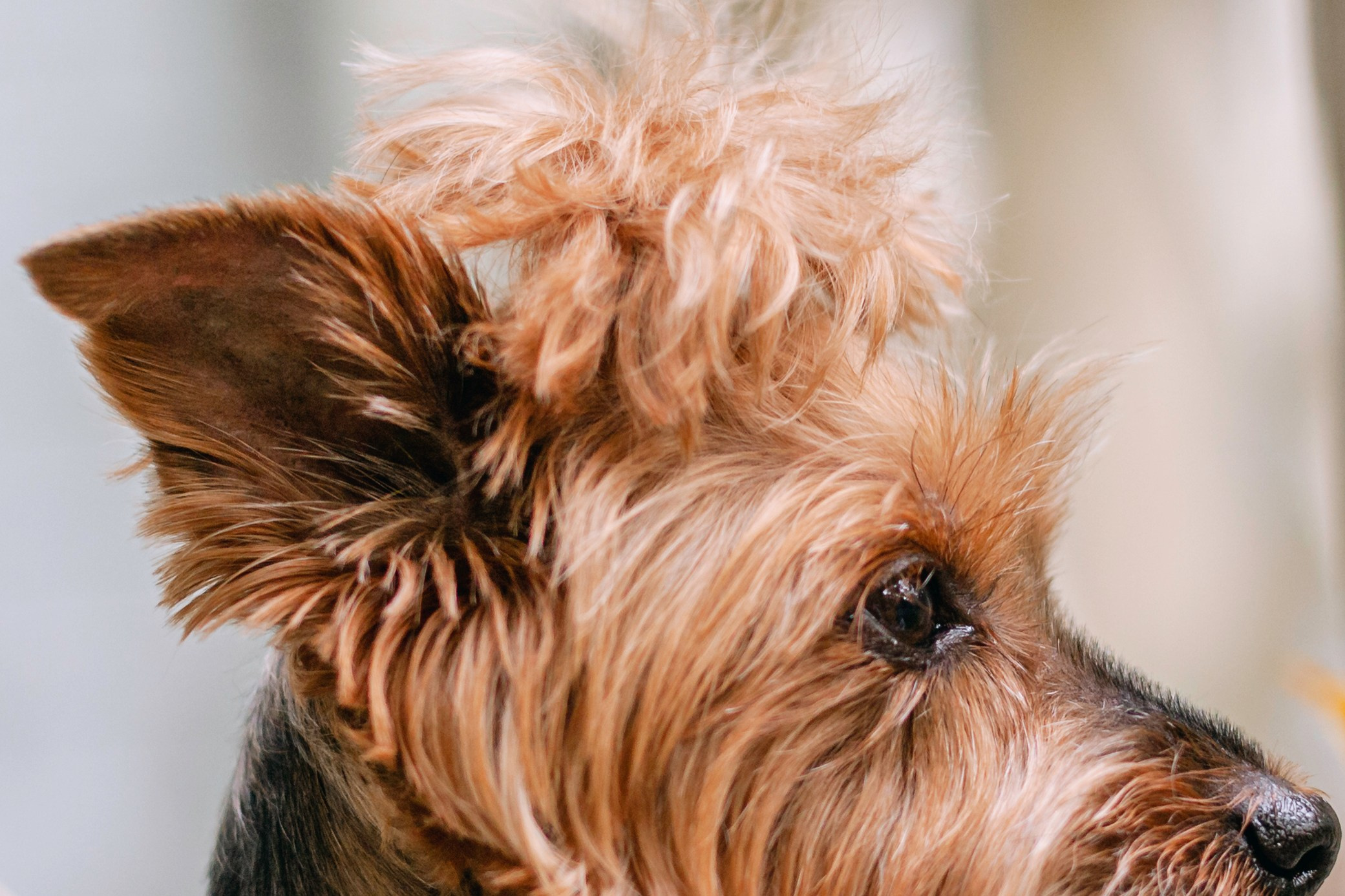 Катя и Моня. Фотограф-анималист Татьяна Степанова