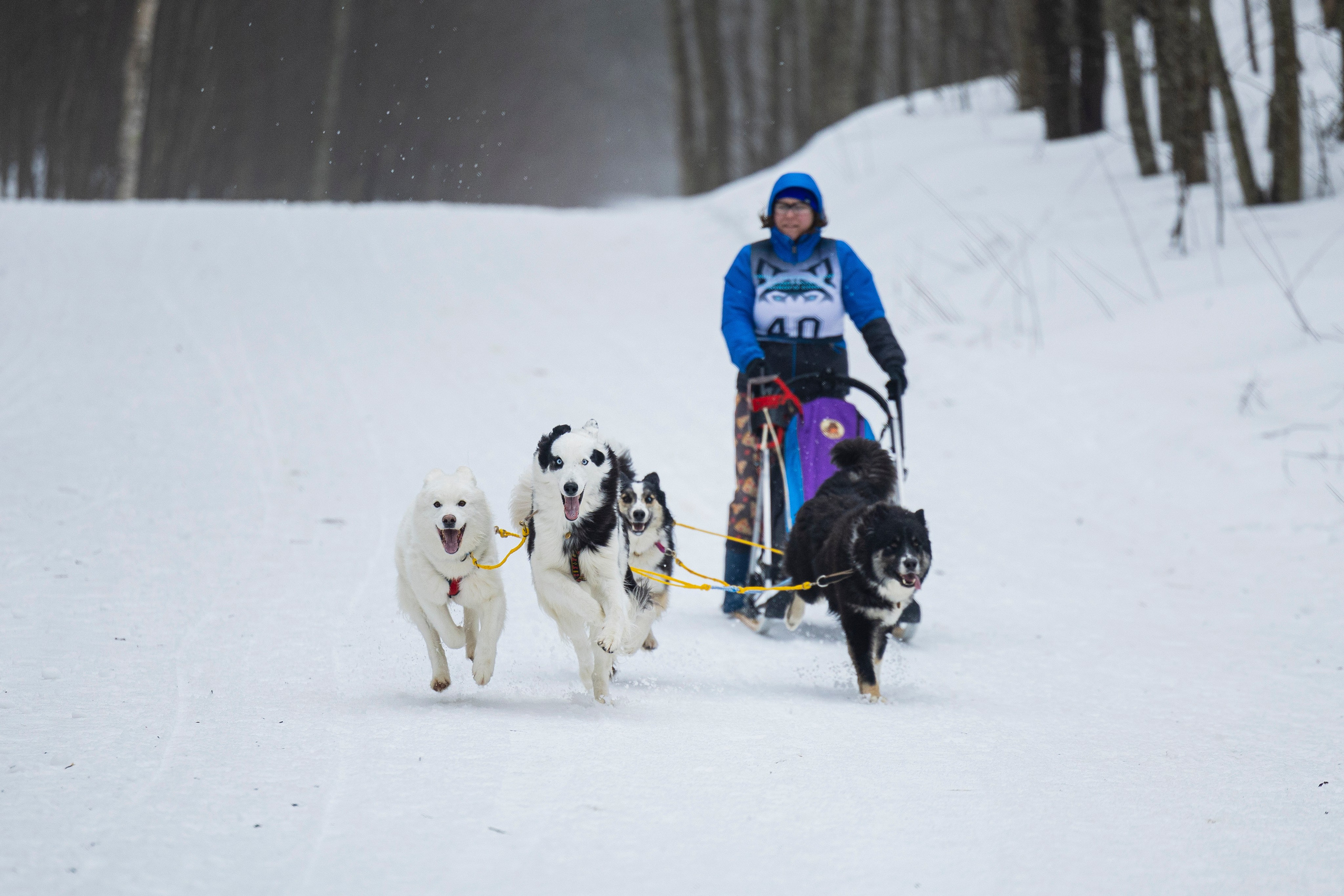 Зимний Чемпионат Санкт-Петербурга по ездовому спорту. Фотограф-анималист Анна Маринич