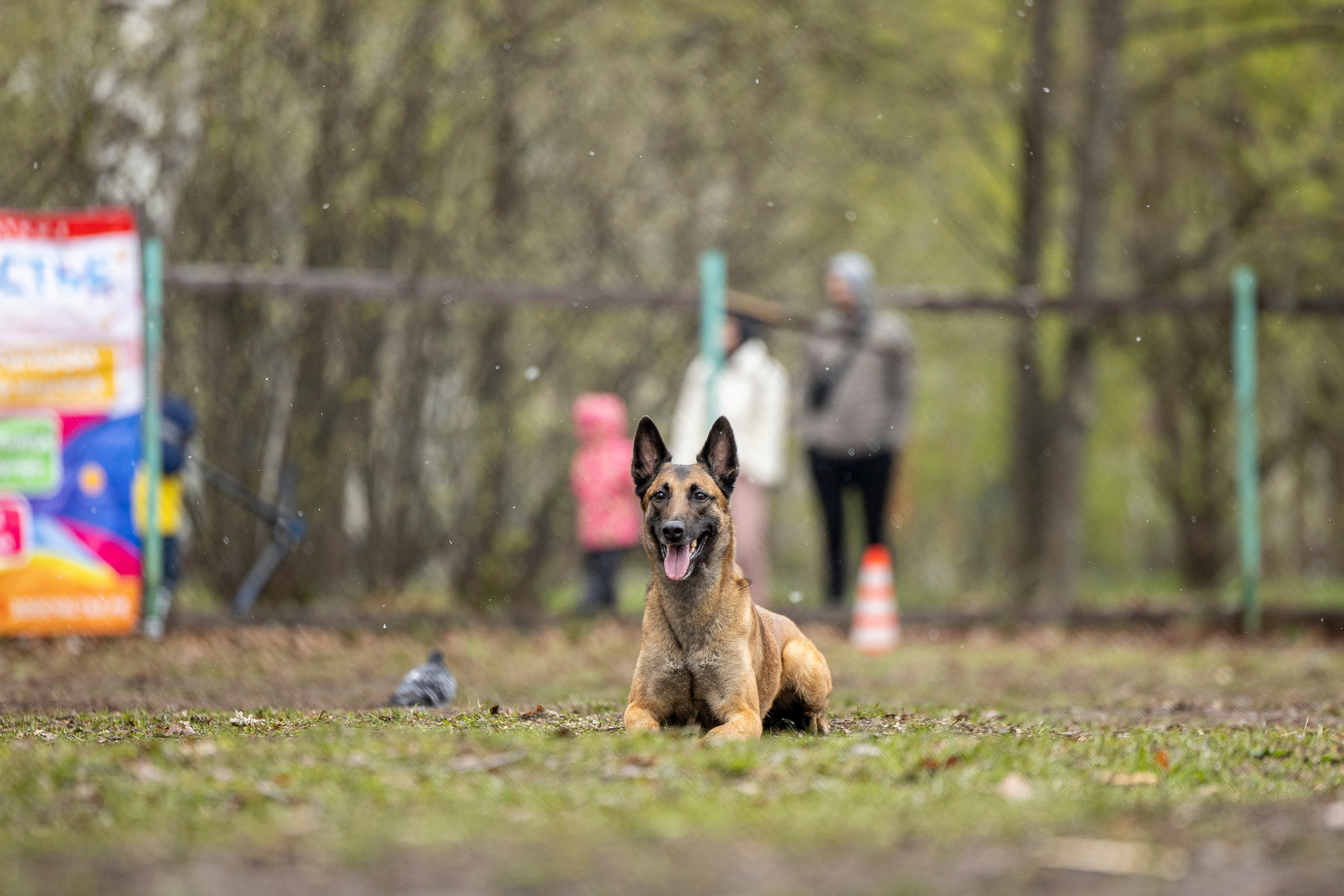 Квалификационные состязания по мондьорингу г. Вологда 11.05.24. Фотограф-анималист Анна Маринич