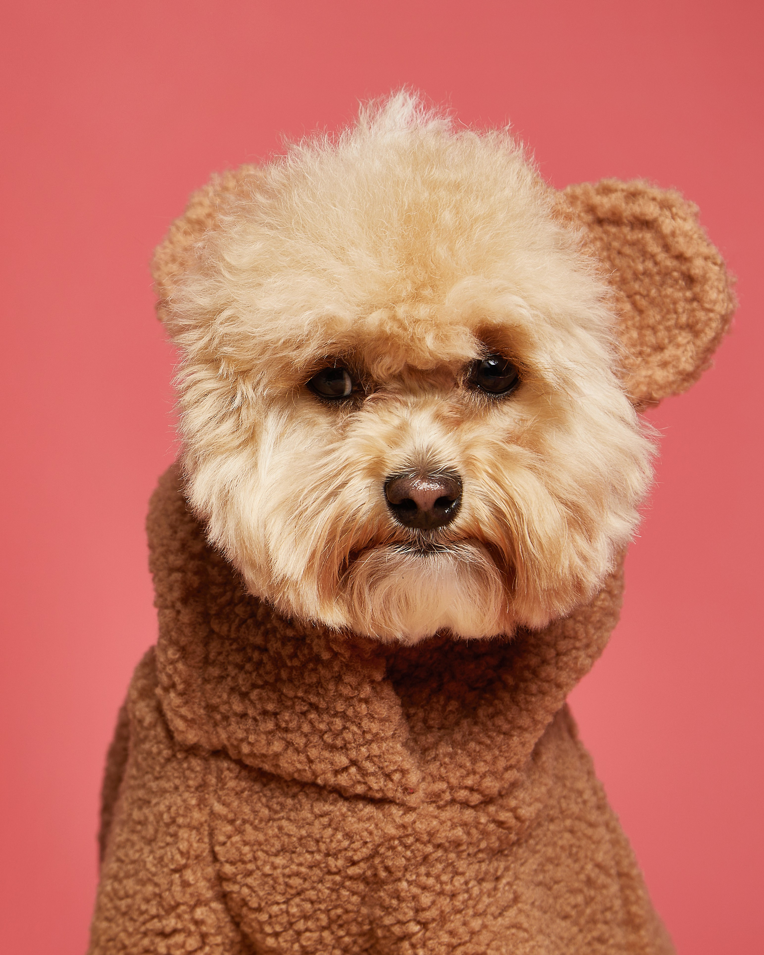 Каталоги. Pets Photography / Фотограф Собак