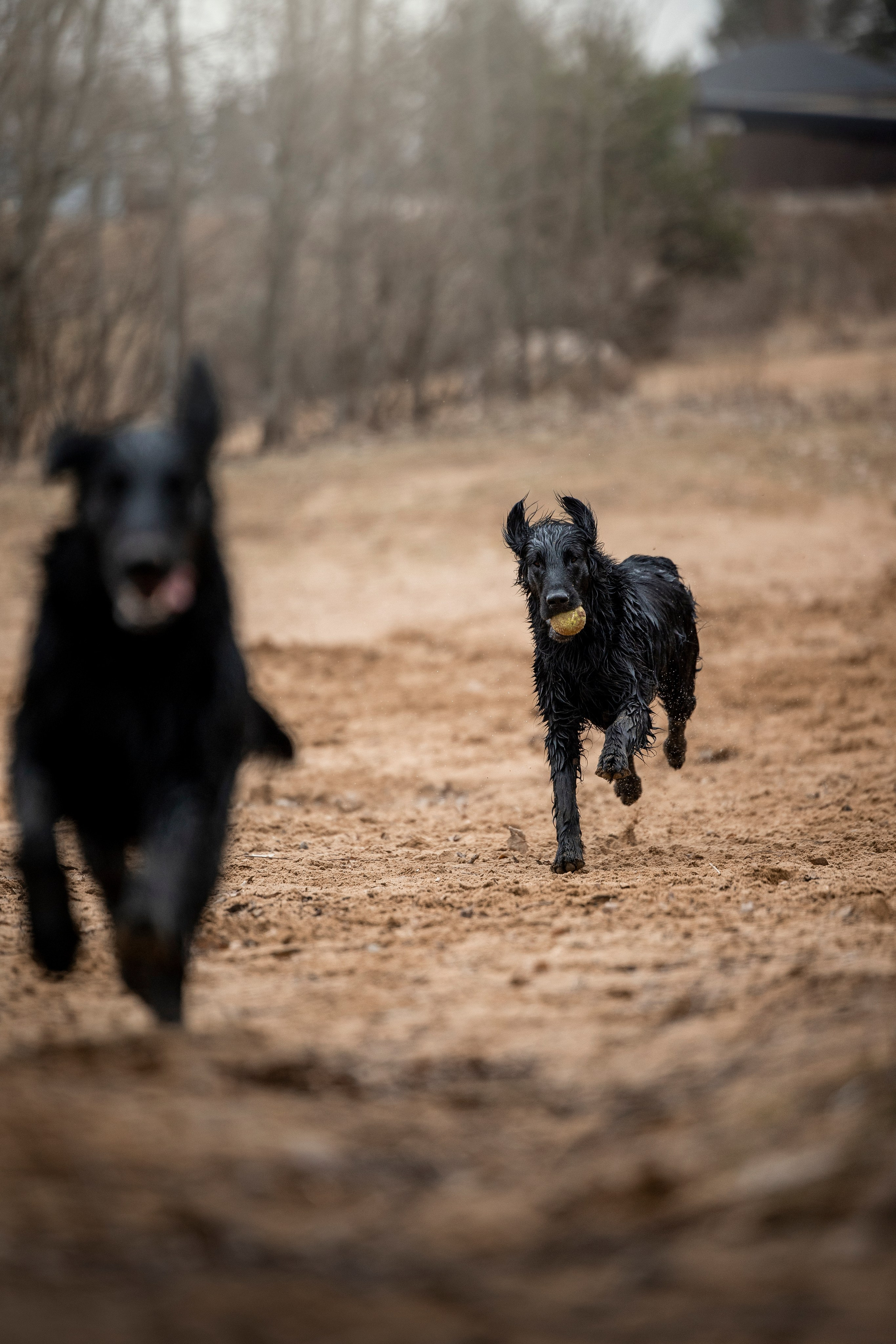 Ора, Ева, Рози и их семья. Фотограф — Анималист | Санкт-Петербург