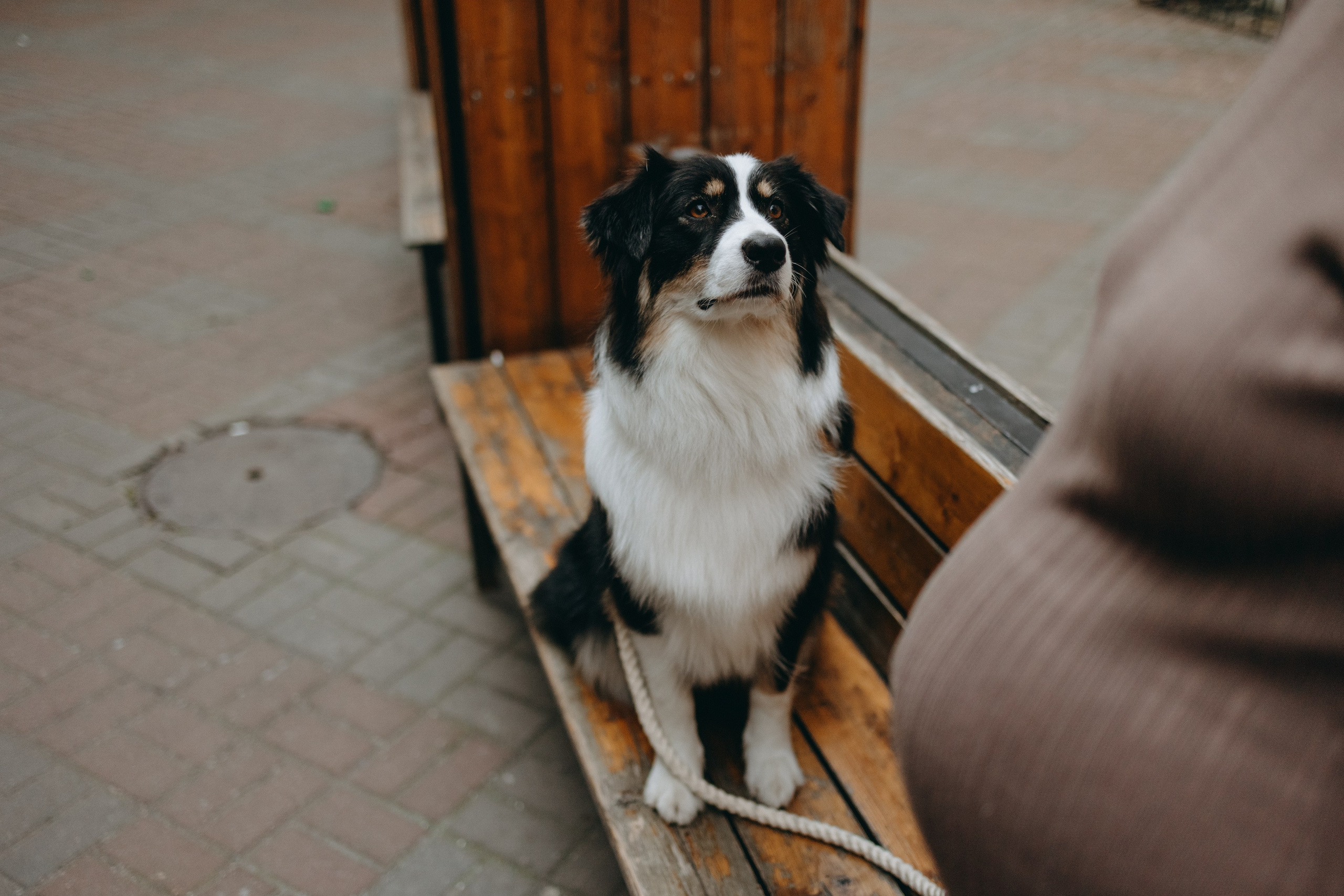 Катя и ее девочки. Фотограф — Анималист | Санкт-Петербург
