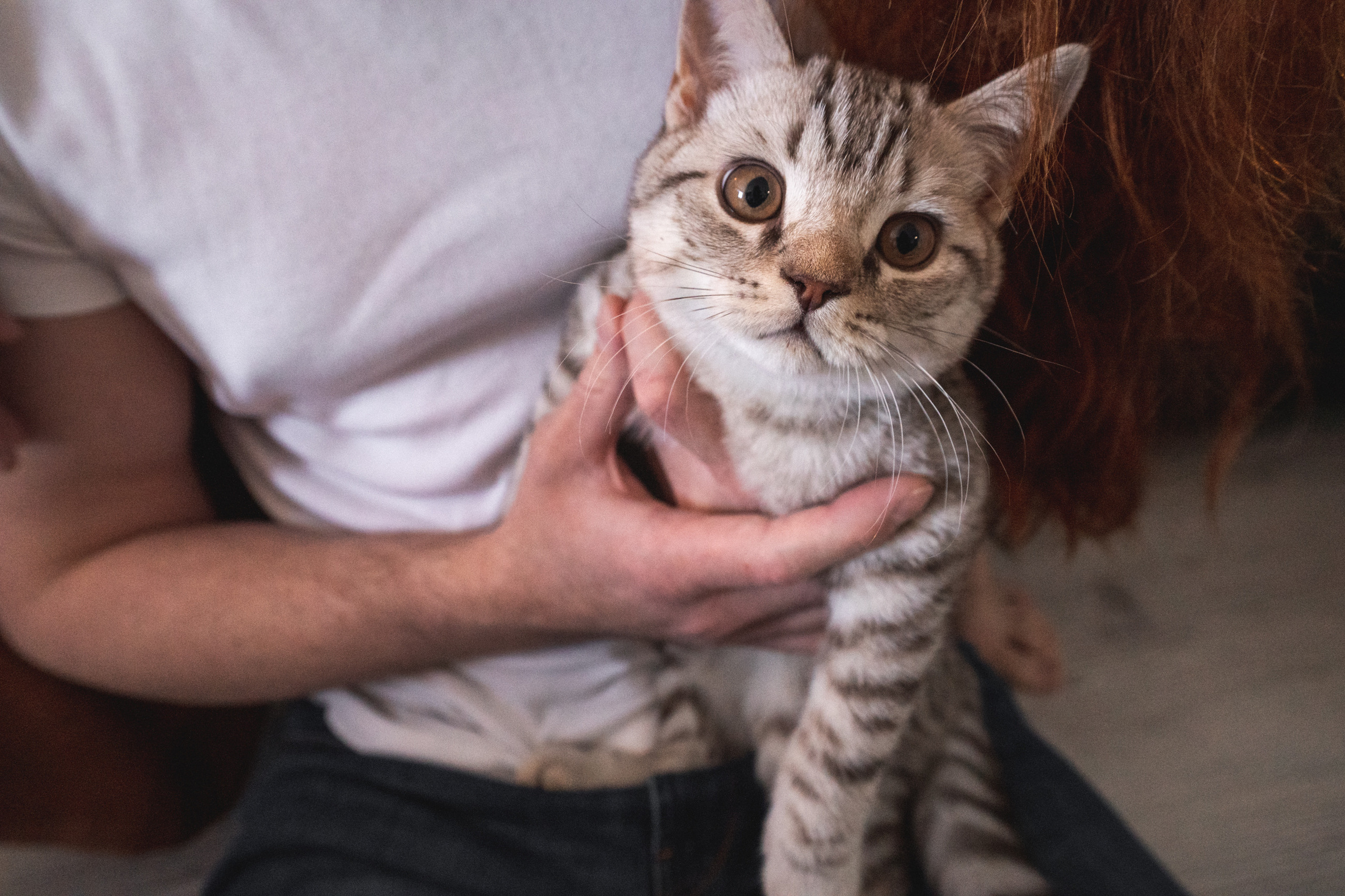 Фотография котика на руках