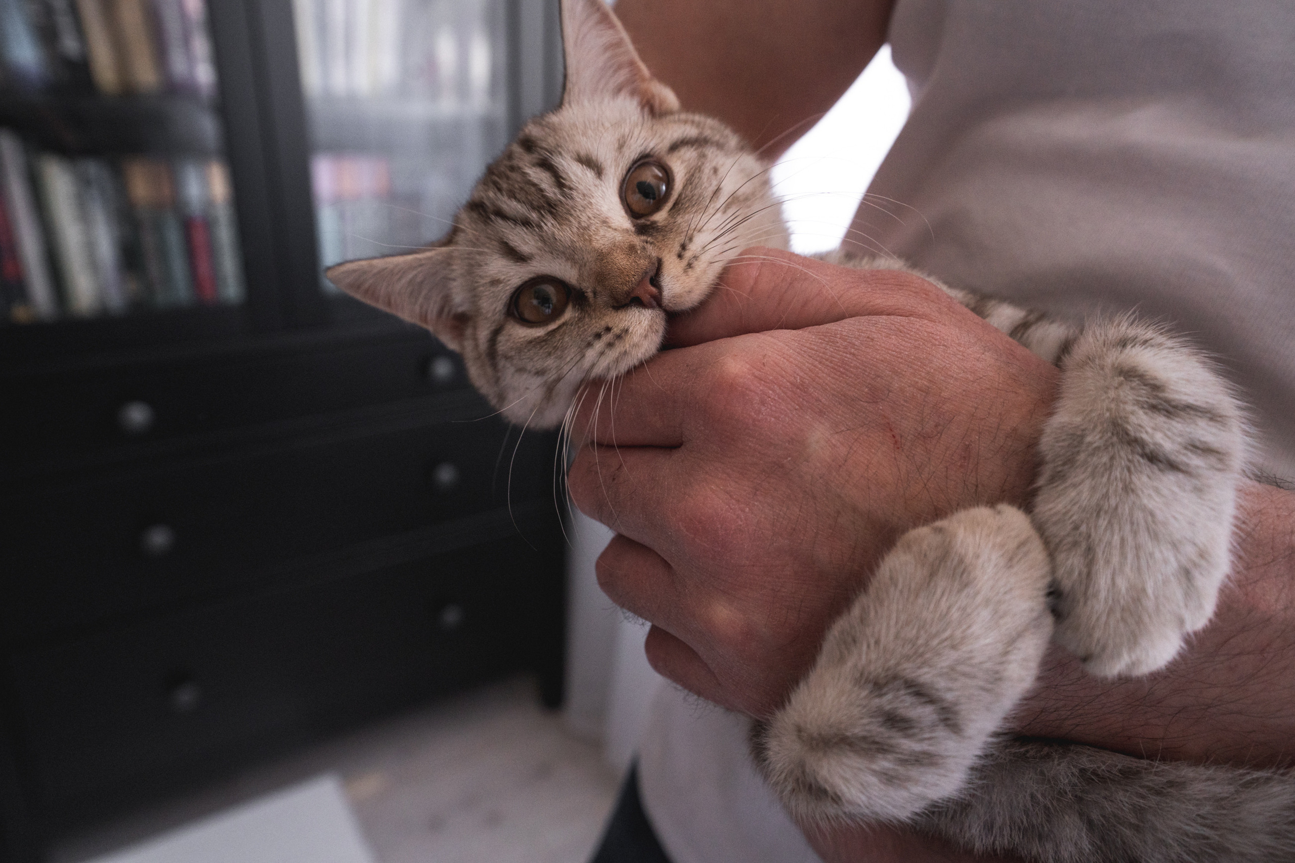 фото котика, делающего кусь