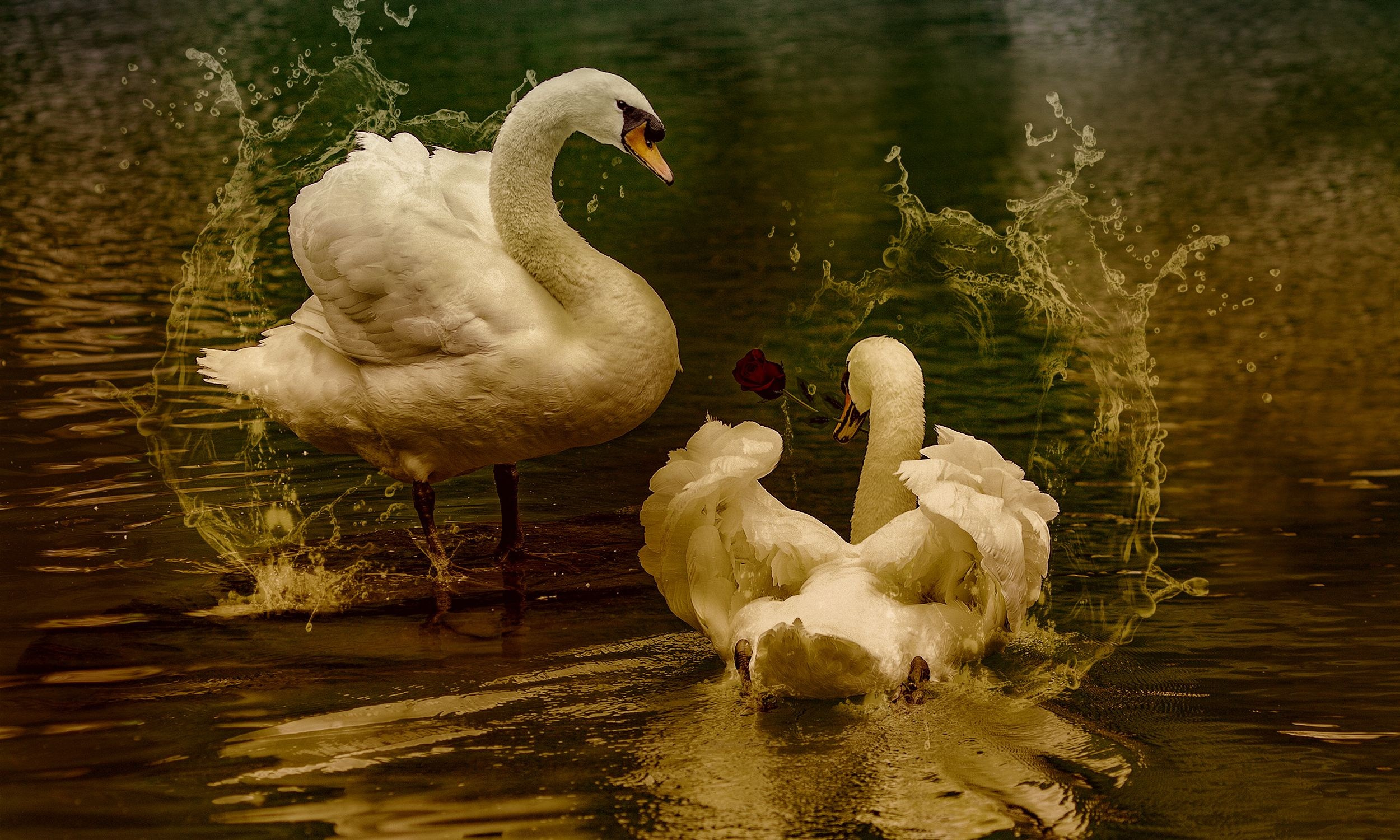 Лебединая верность. Медиапродюсер, фотограф в Минеральных Водах —Виктор Холодов