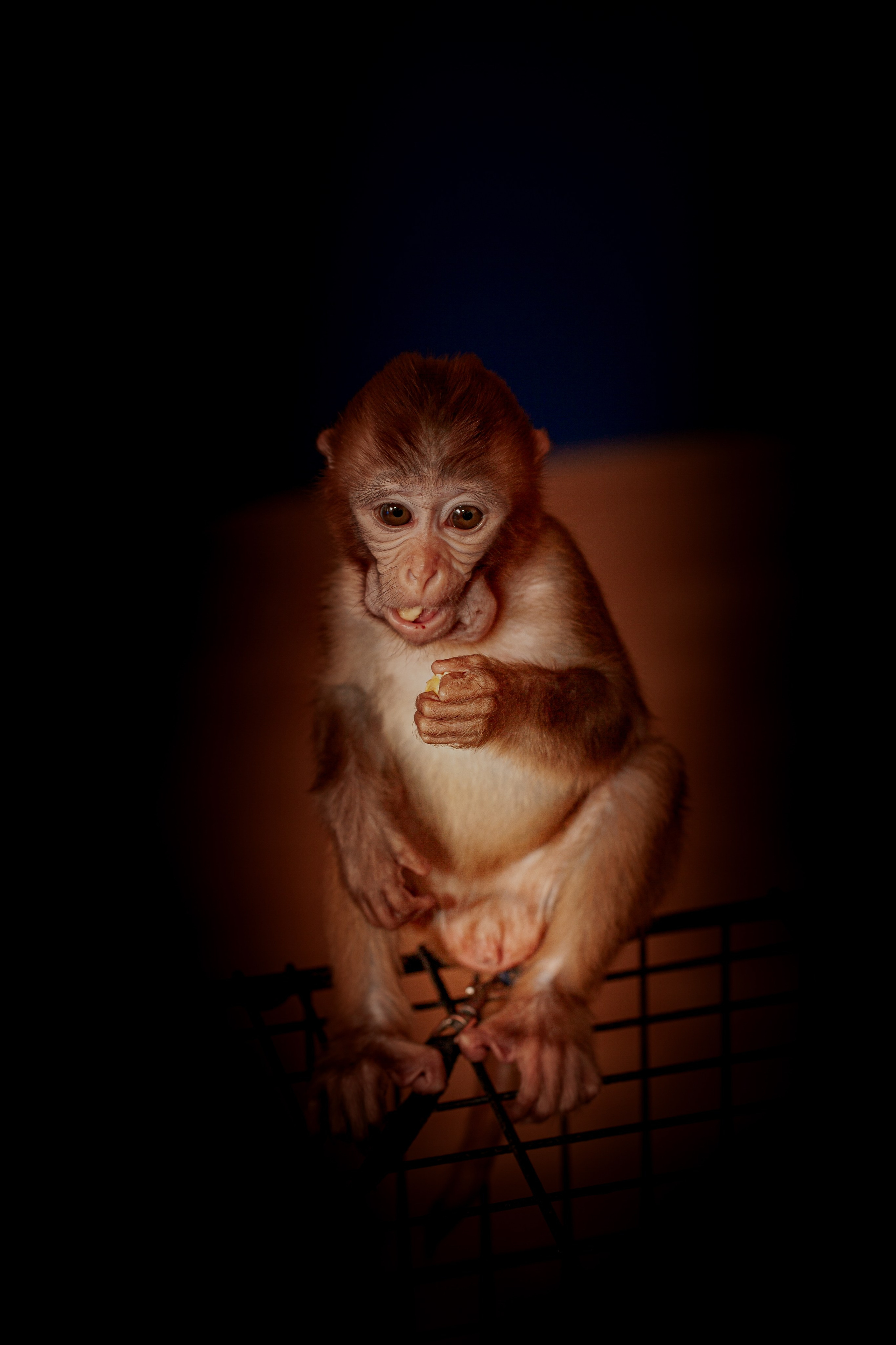 Фотосессия обезьянки. Медиапродюсер, фотограф в Минеральных Водах —Виктор Холодов