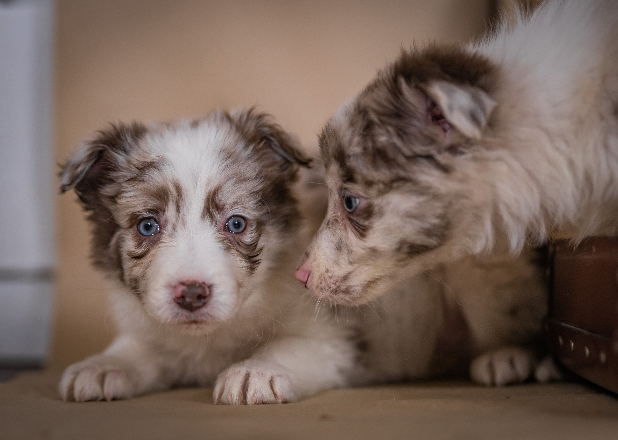 Фритсвит. Семейный фотограф Ефремова Виктория
