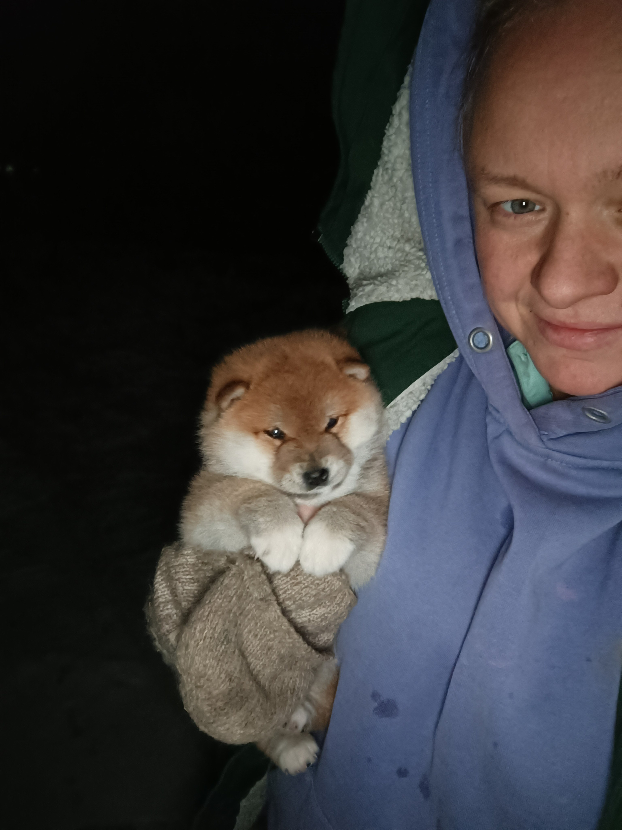 сиба питомник Рубилайт щенки на продажу rubylight  сиба щенки купить СПб Санкт-Петербург 