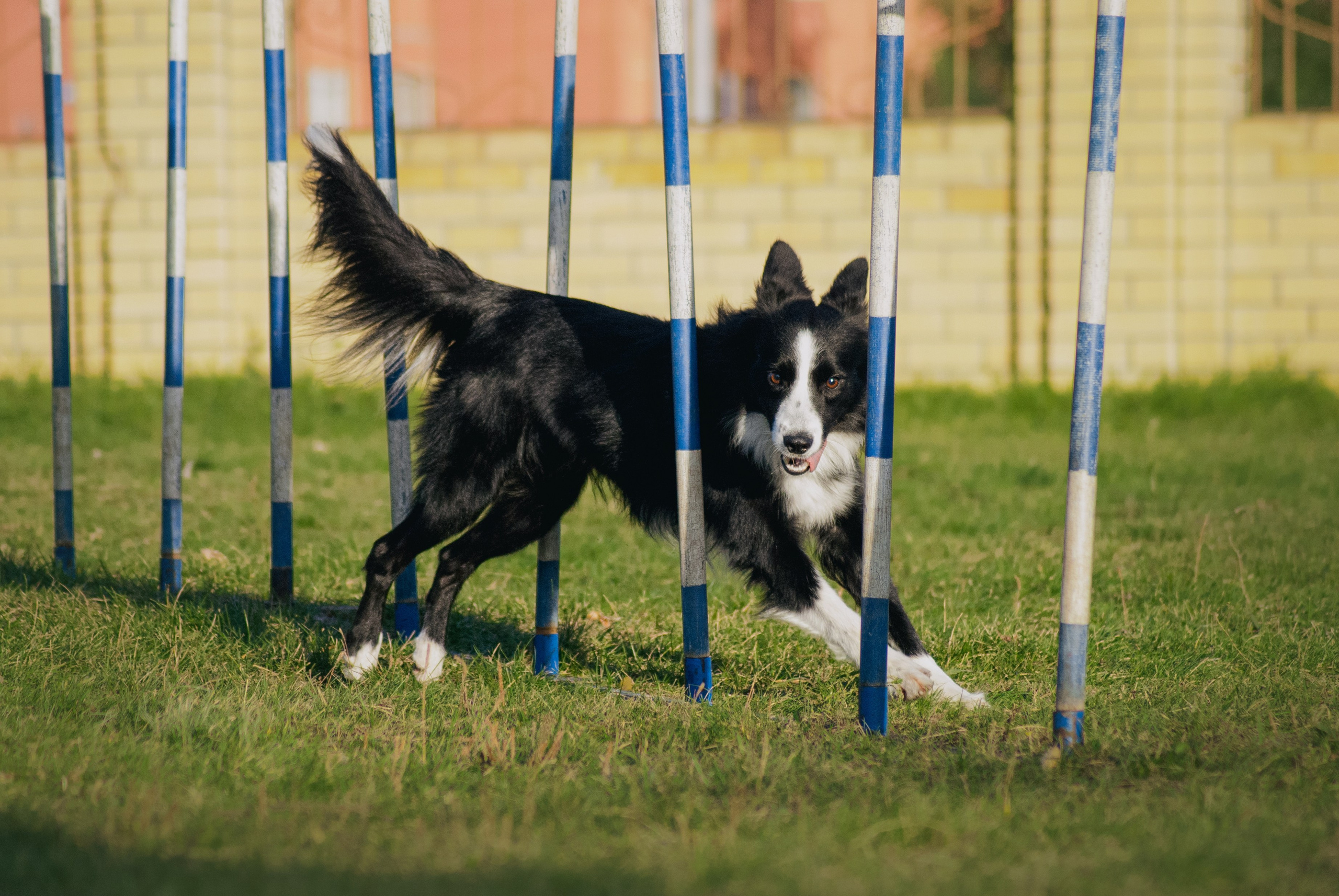 Аджилити. Фотограф в Тюмени Лизавета Сапицкая