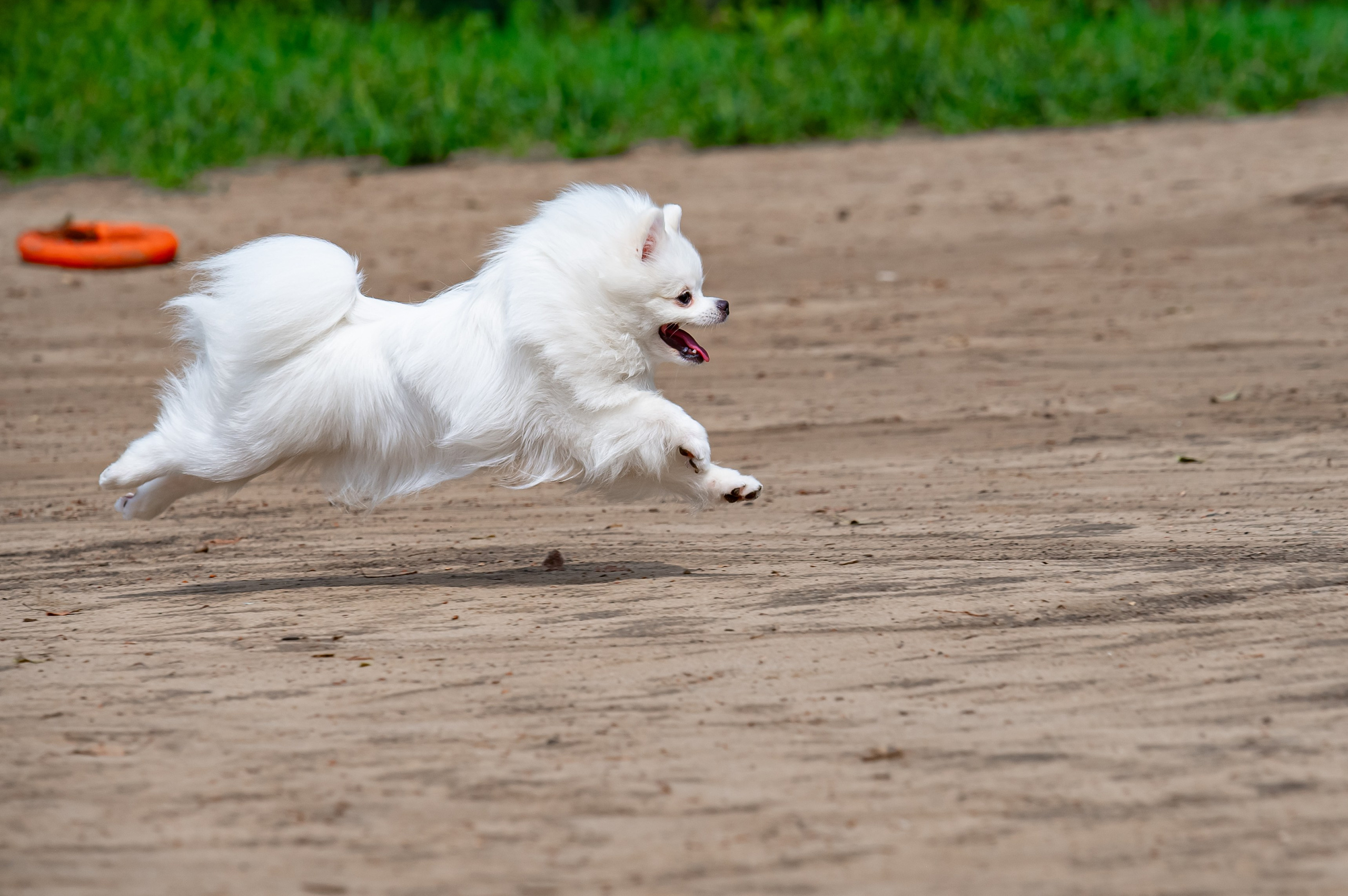 Главная. Фотограф анималист Елена Галдина г. Красноярск