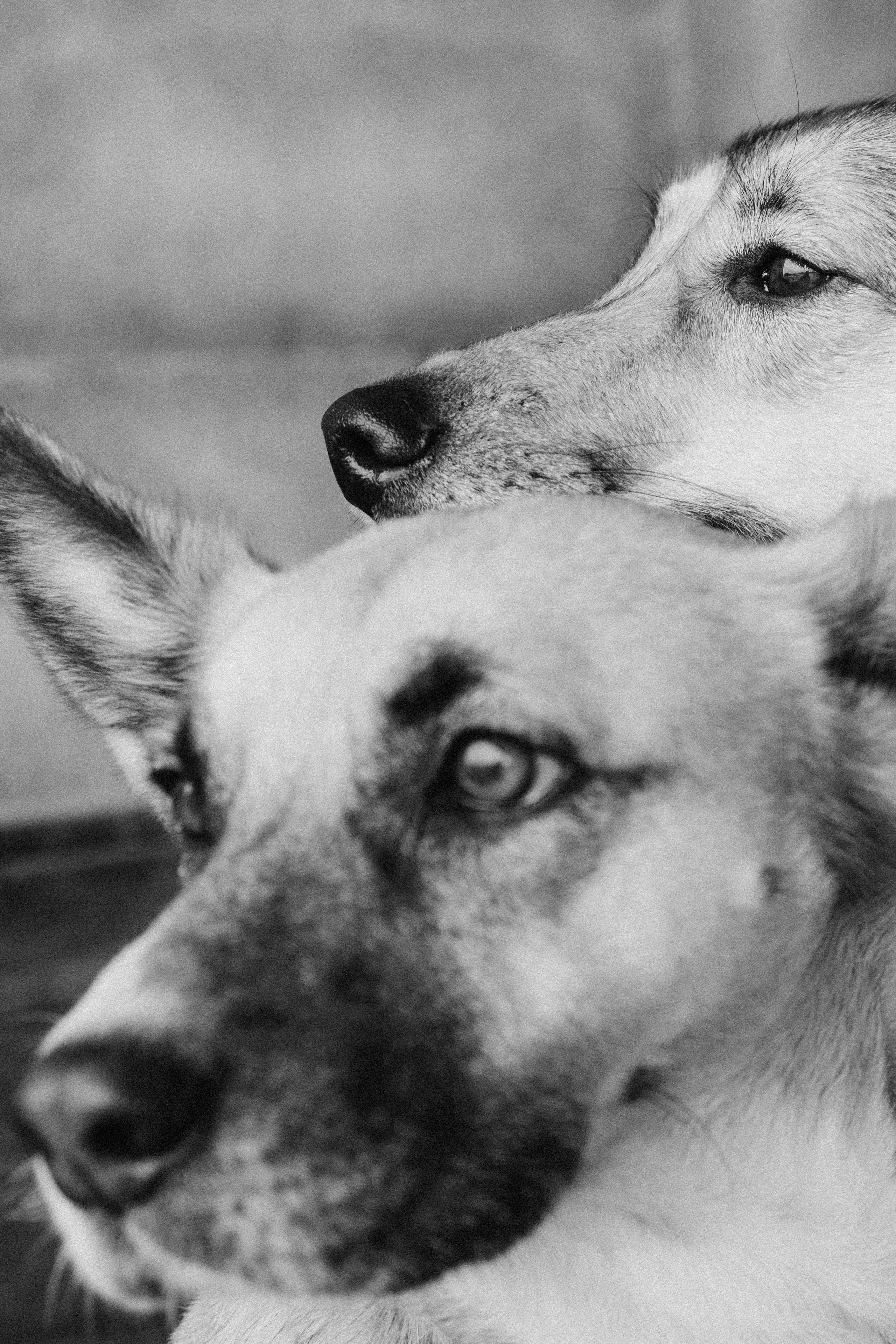 Саша, Ксюша и их банда. Фотораф — анималист Мария Шистка