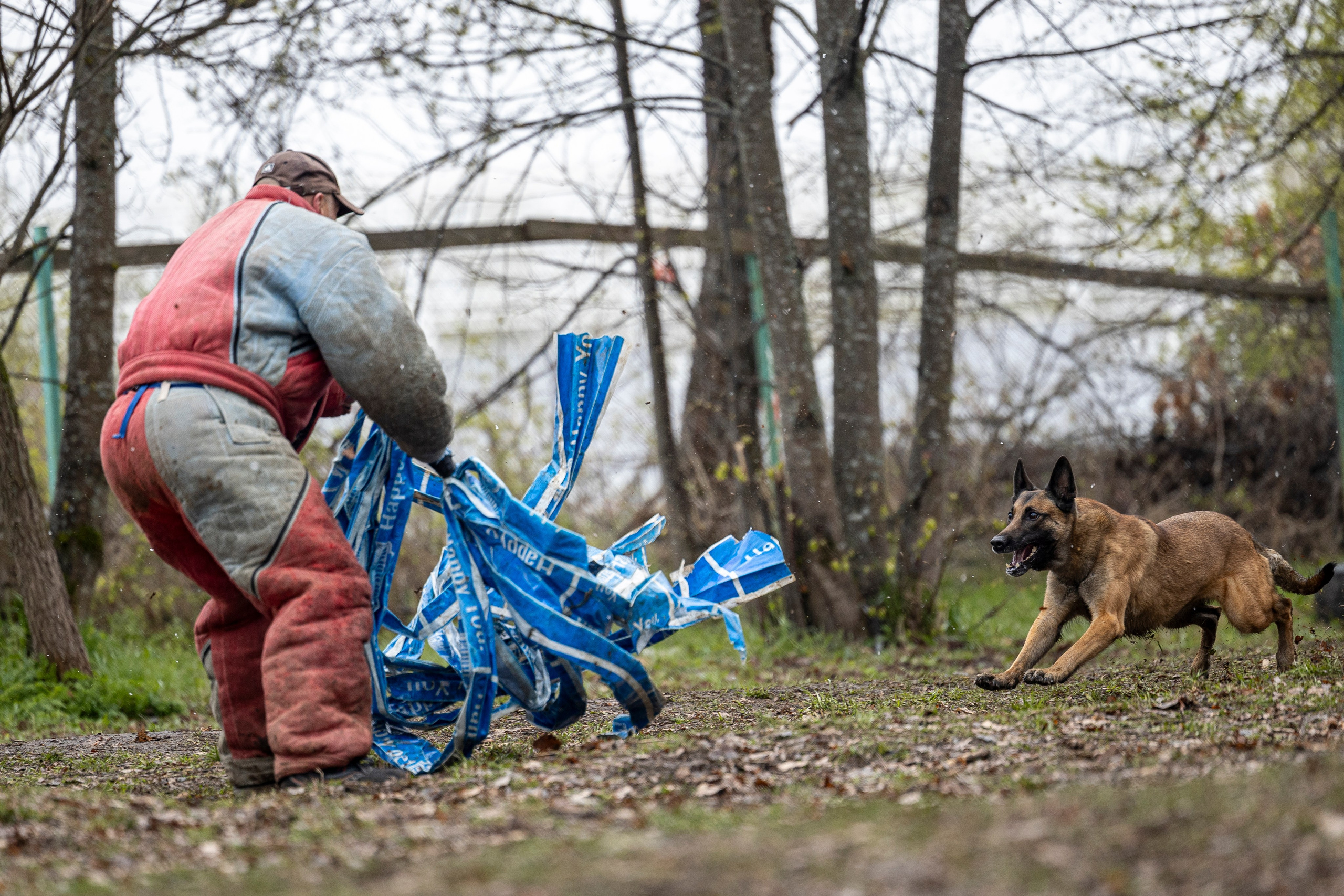 Квалификационные состязания по мондьорингу г. Вологда 11.05.24. Фотограф-анималист Анна Маринич