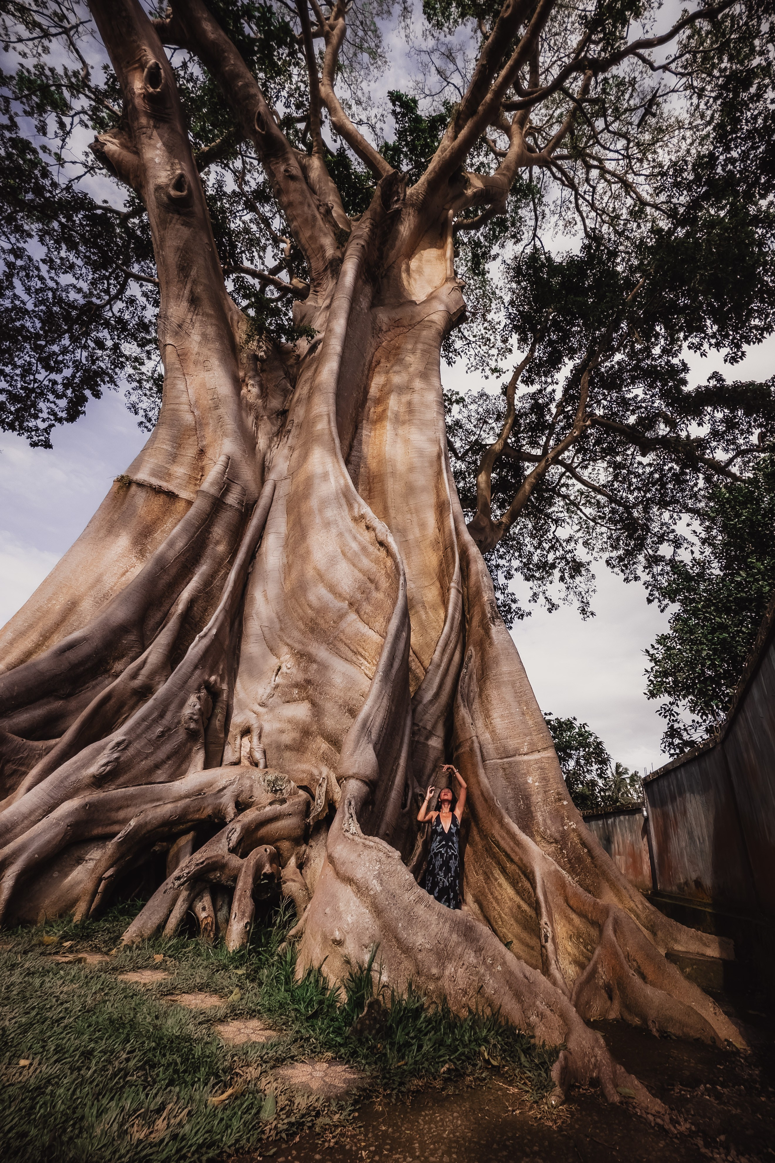 Banyan date. Mariam Bagdasaryan