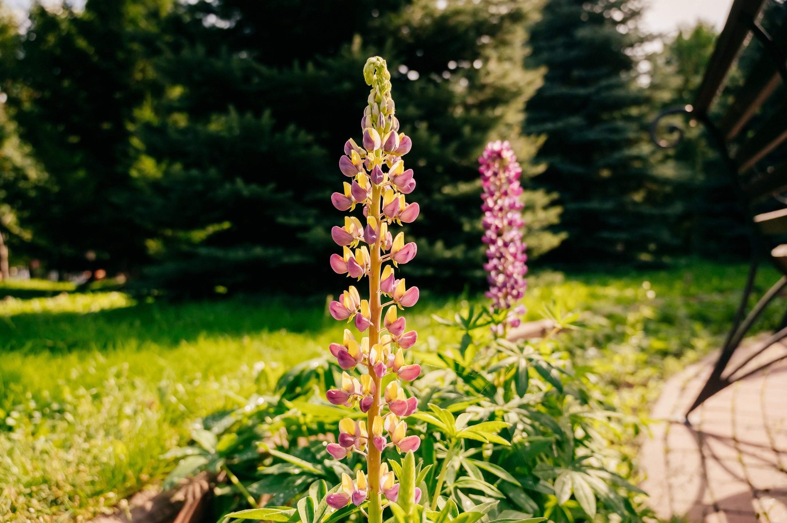 День Шахтёра в Парке Чудес 30.08.2025. Детский фотограф, семейный фотограф и репортажи в Кемерово