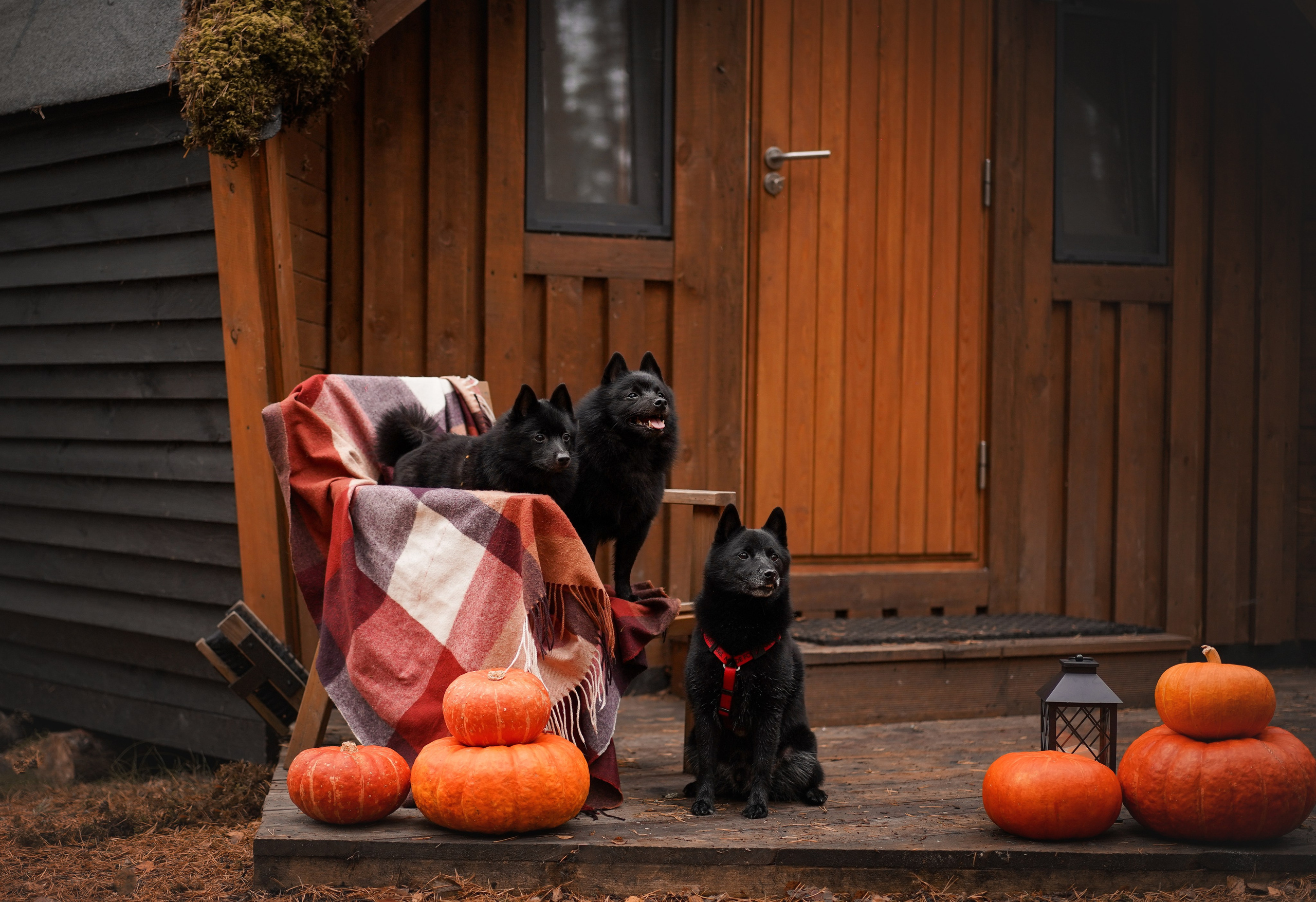 Аня Мишель Арчи и Майкл. Фотограф-анималист в Санкт-Петербурге Яна Мартынова