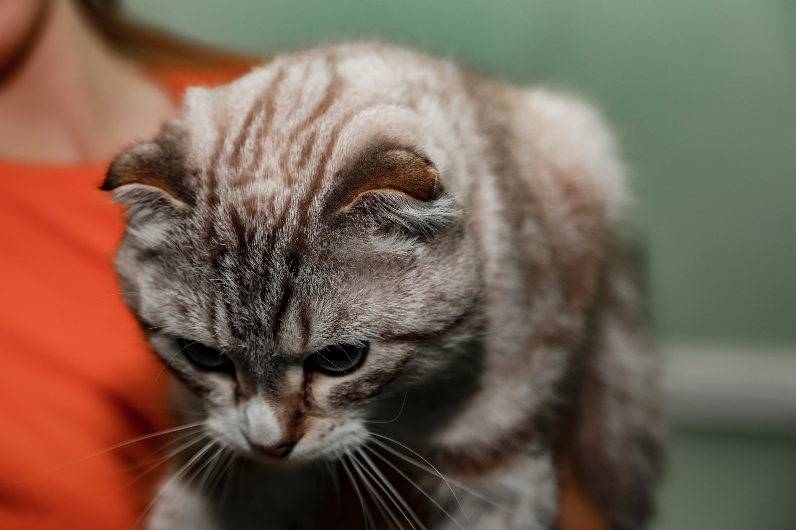 Приют Кошкин Дом Филимоша. Ваш фотограф в Оренбурге Рощупкина Екатерина