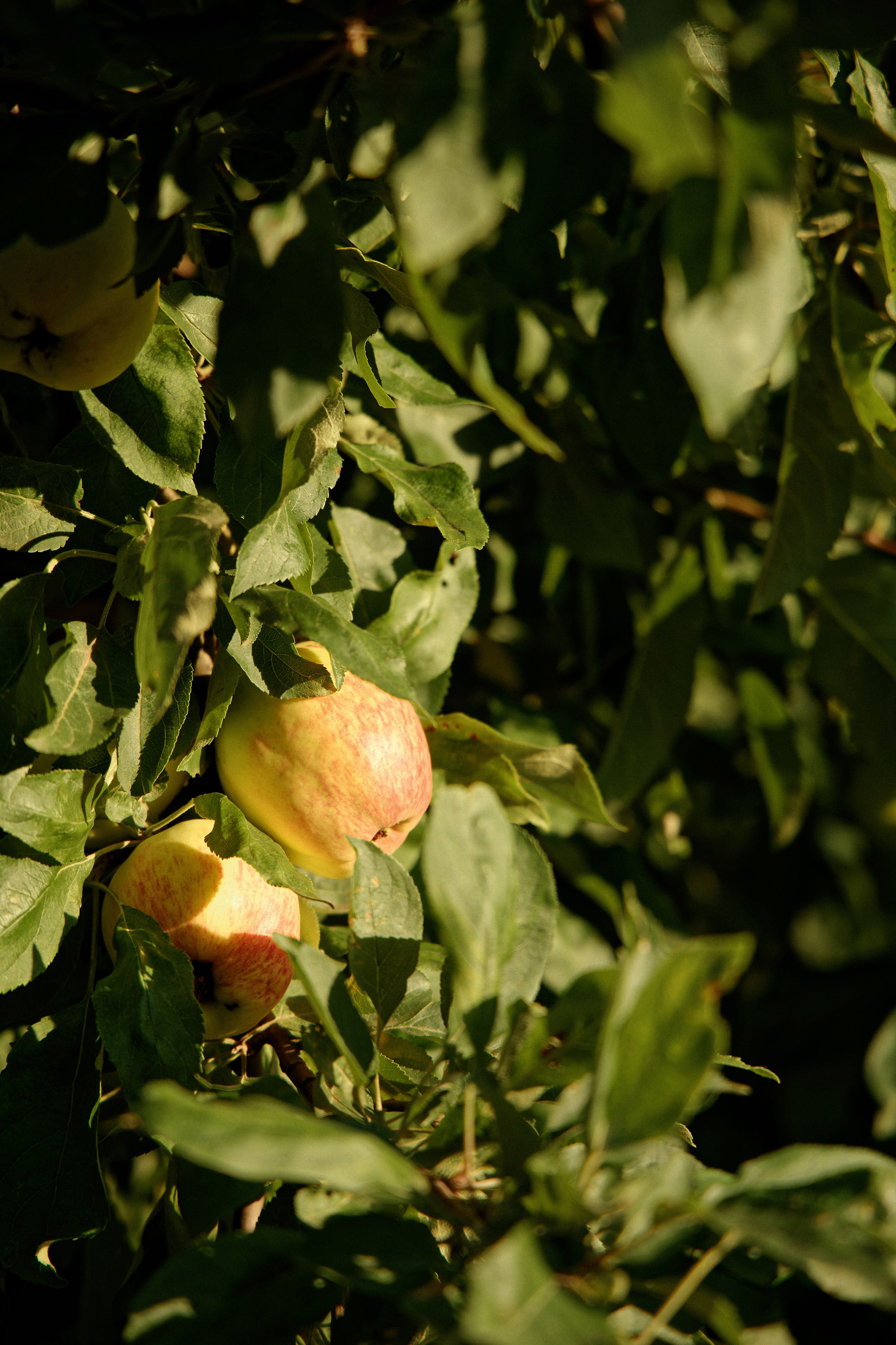 Семья Даниловых. Семейный фотограф — Макс Белогрудов