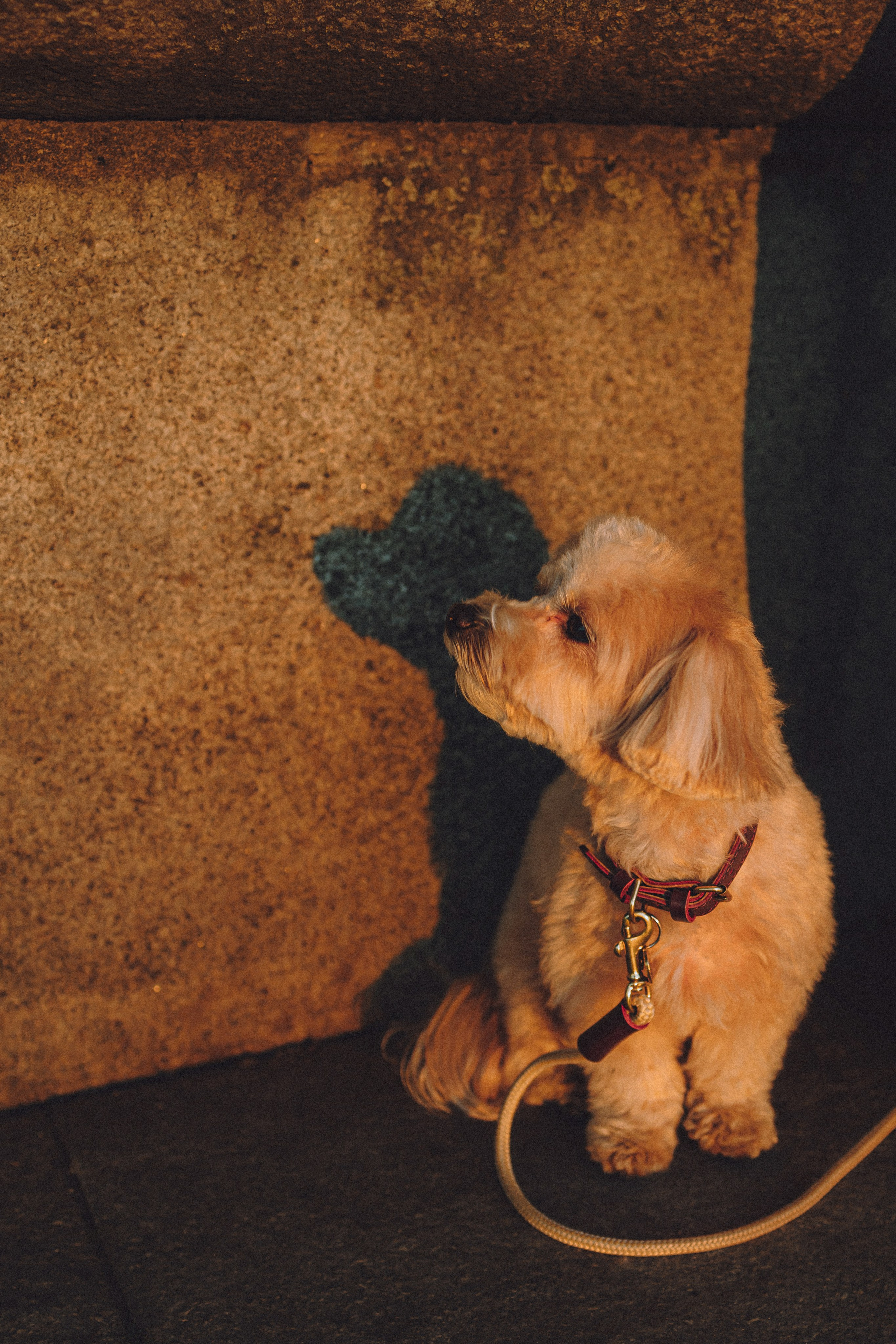 Настя и Симба