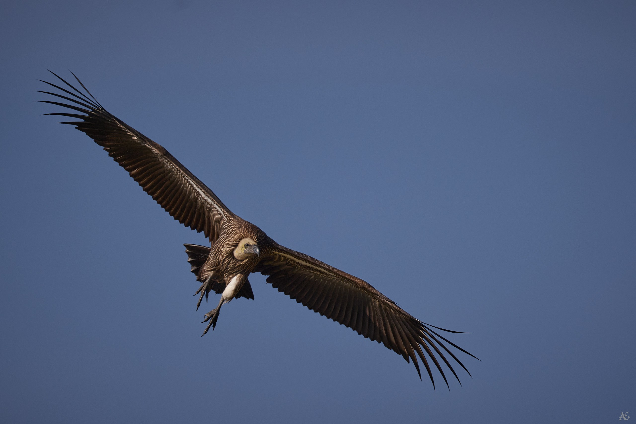 Белоголовый сип