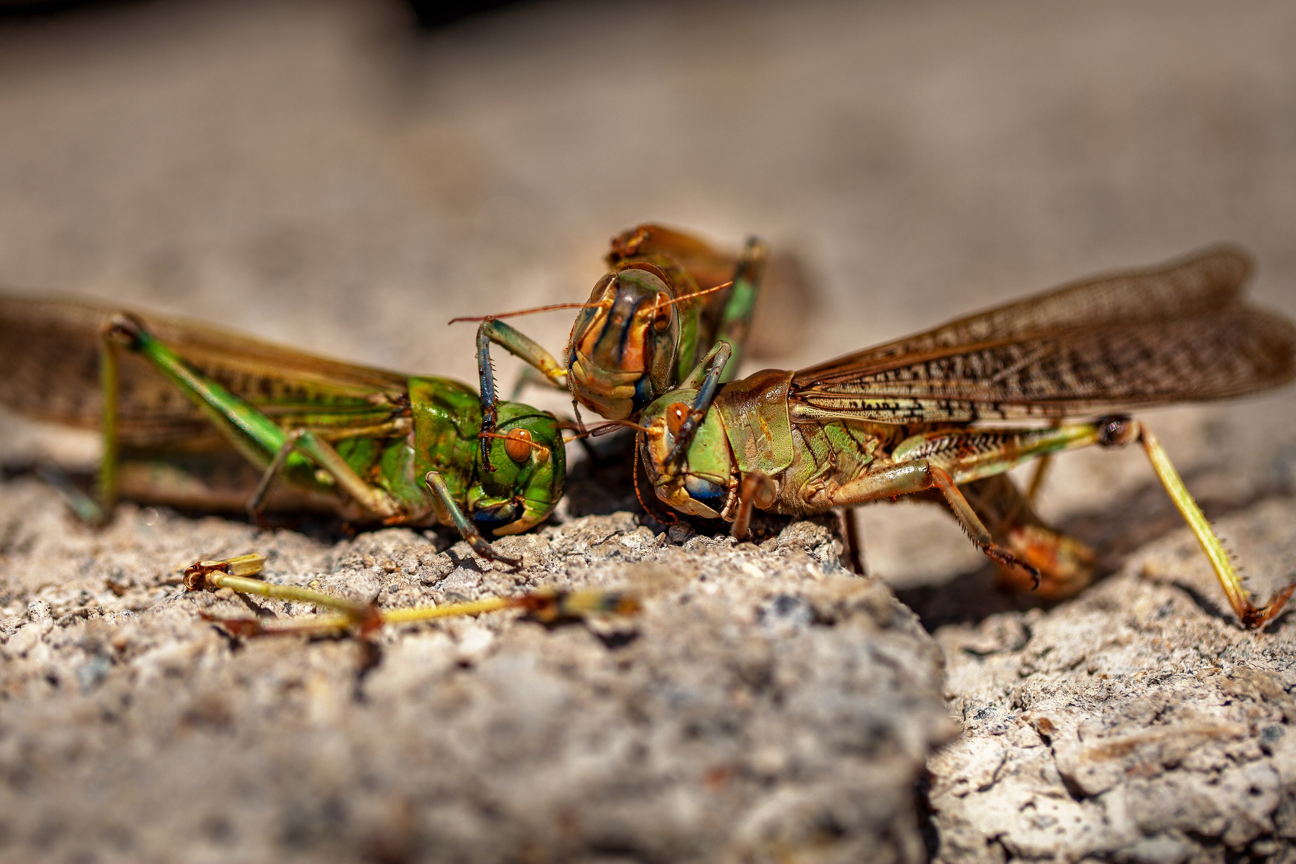 Саранча. Медиапродюсер, фотограф в Минеральных Водах —Виктор Холодов
