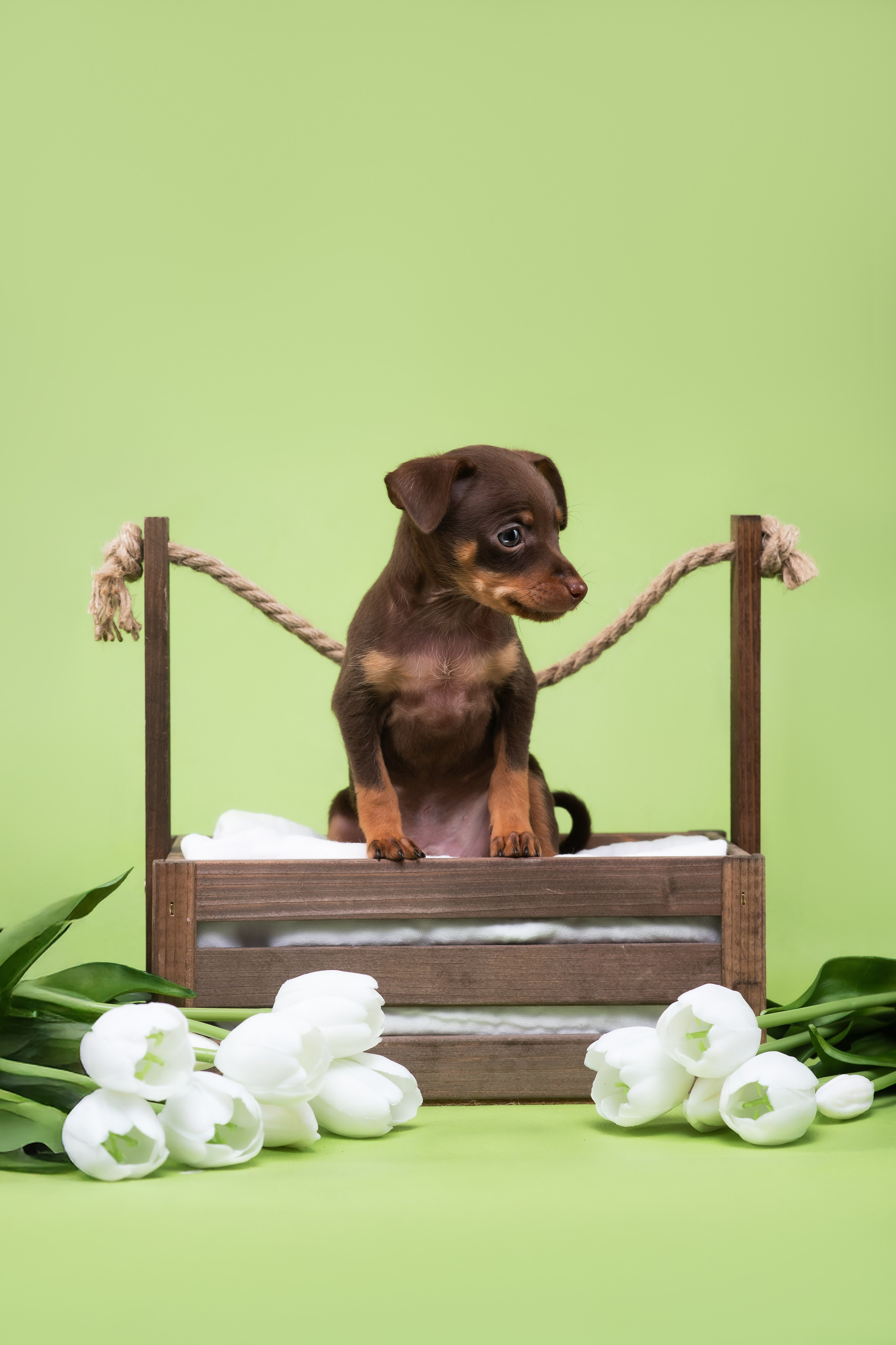 Пражские крысарики — 02.04.2025. Фотограф — Анималист | Анна Абрамова