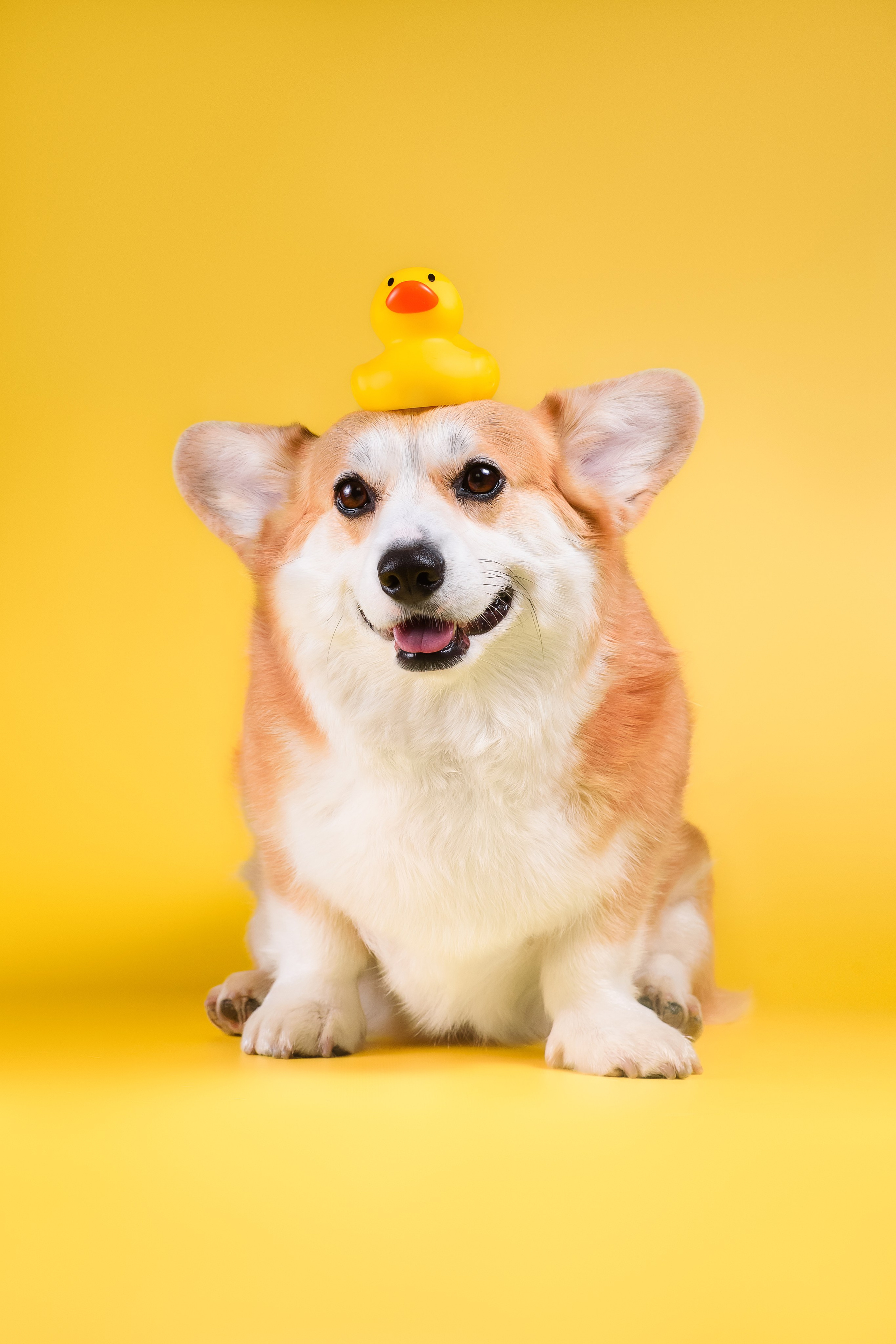 Лея на однотонном фоне. Фотограф — Анималист | Анна Абрамова