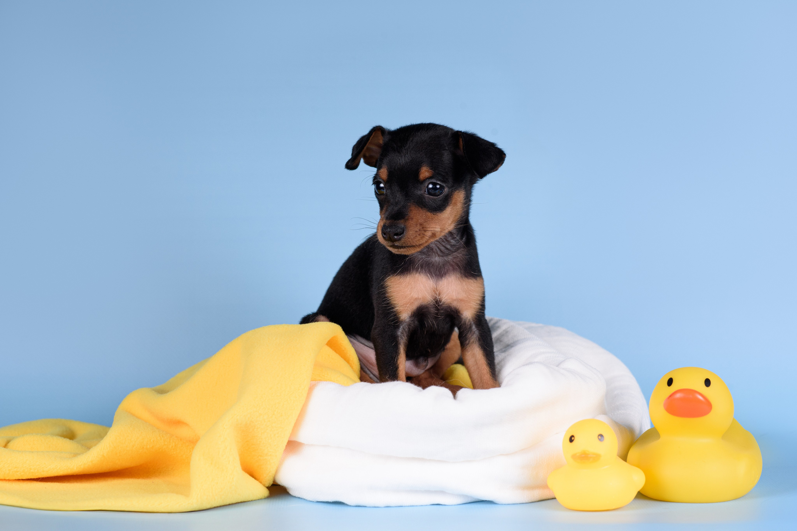 Щенки Пражских крысариков -13.04.2024. Фотограф — Анималист | Анна Абрамова