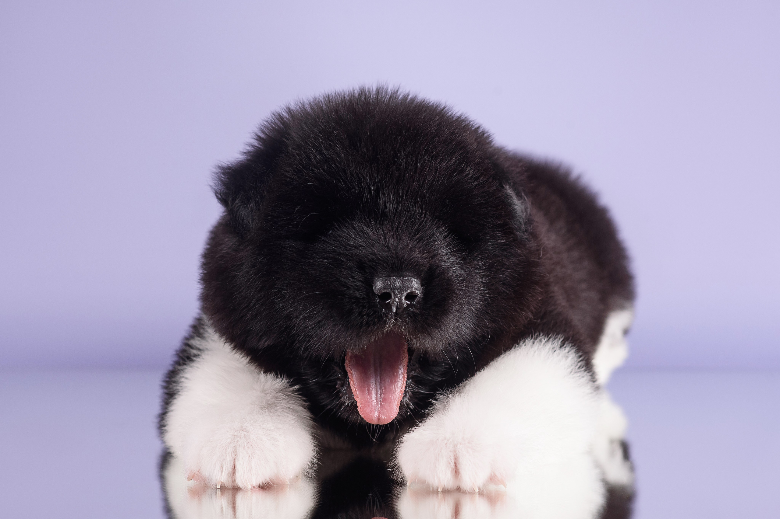 Щенки Американской Акиты — 04.11.2024. Фотограф — Анималист | Анна Абрамова