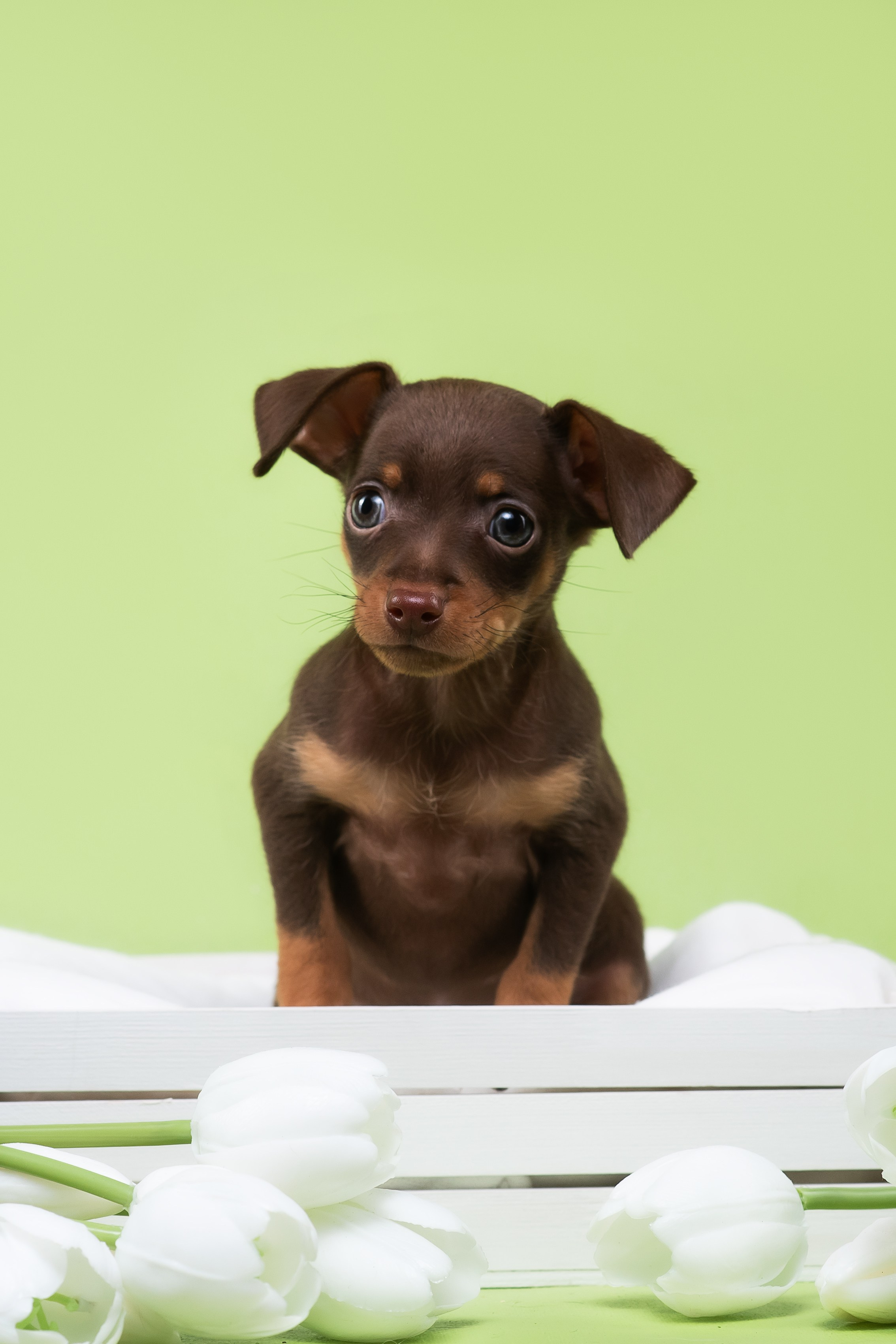 Пражские крысарики — 02.04.2025. Фотограф — Анималист | Анна Абрамова