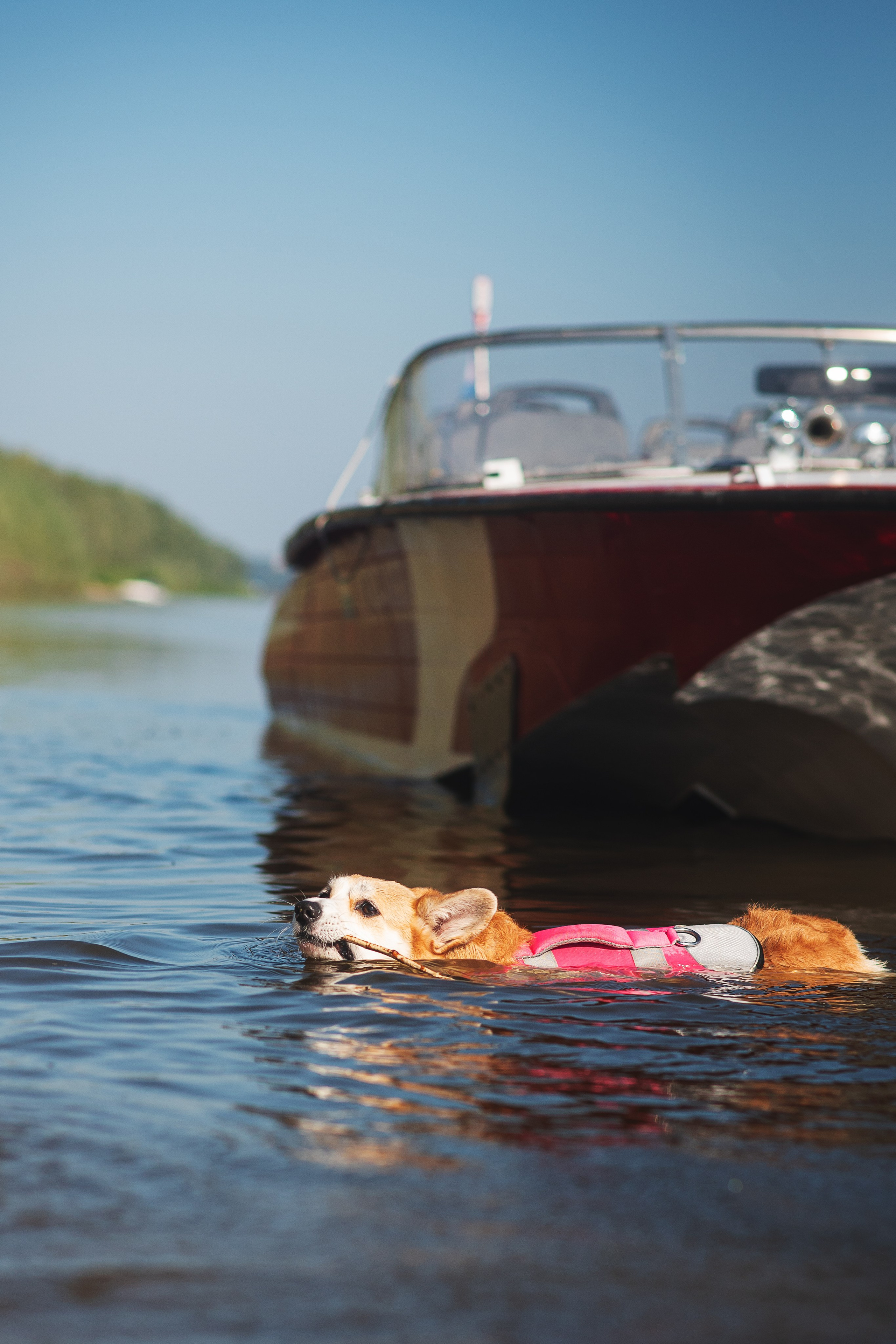 Майк и Лея — 29.08.2024. Фотограф — Анималист | Анна Абрамова