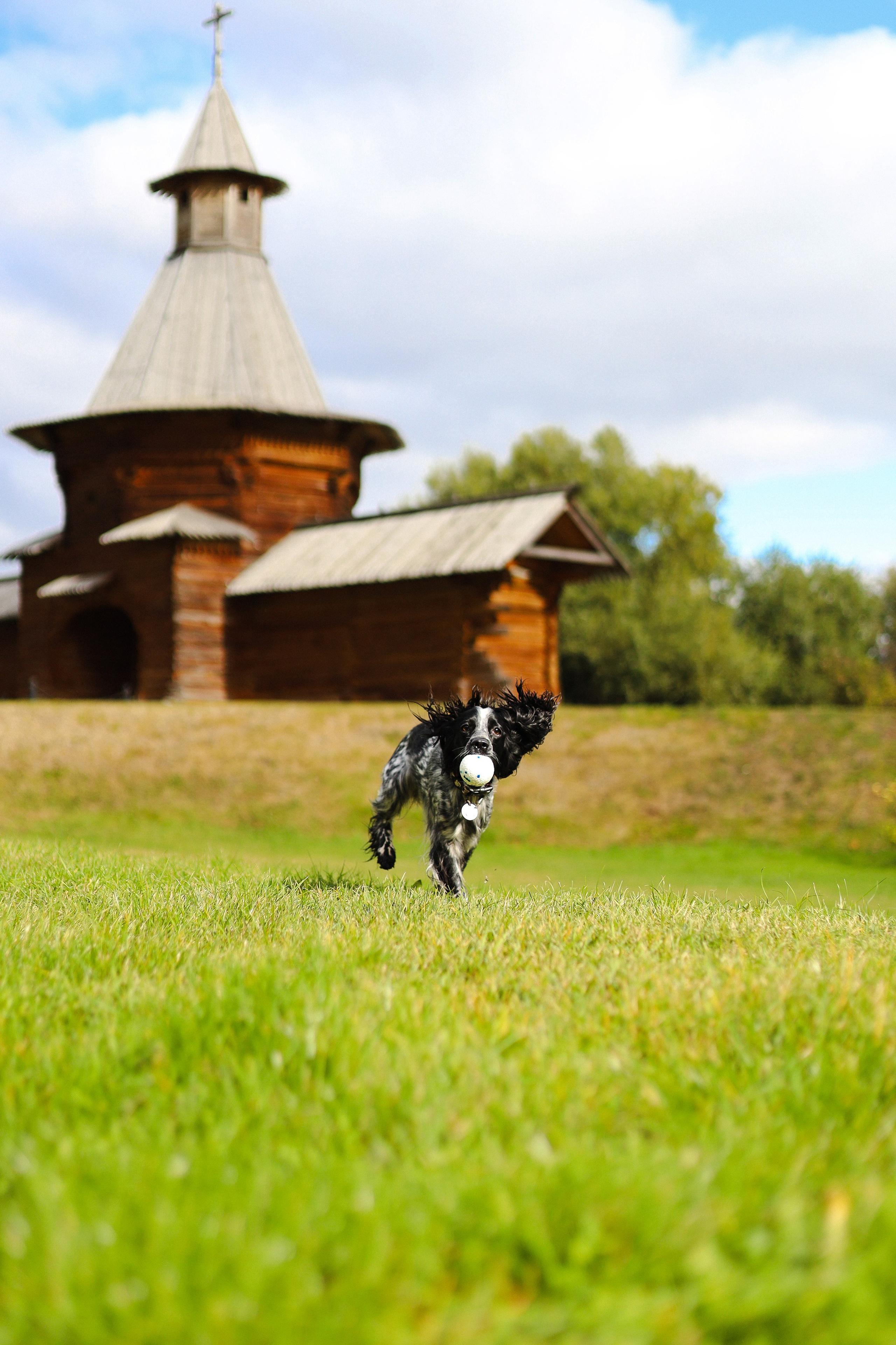 Милка, Вероника и Тимофей. Фотограф-анималист Ксения Шевцова|Москва