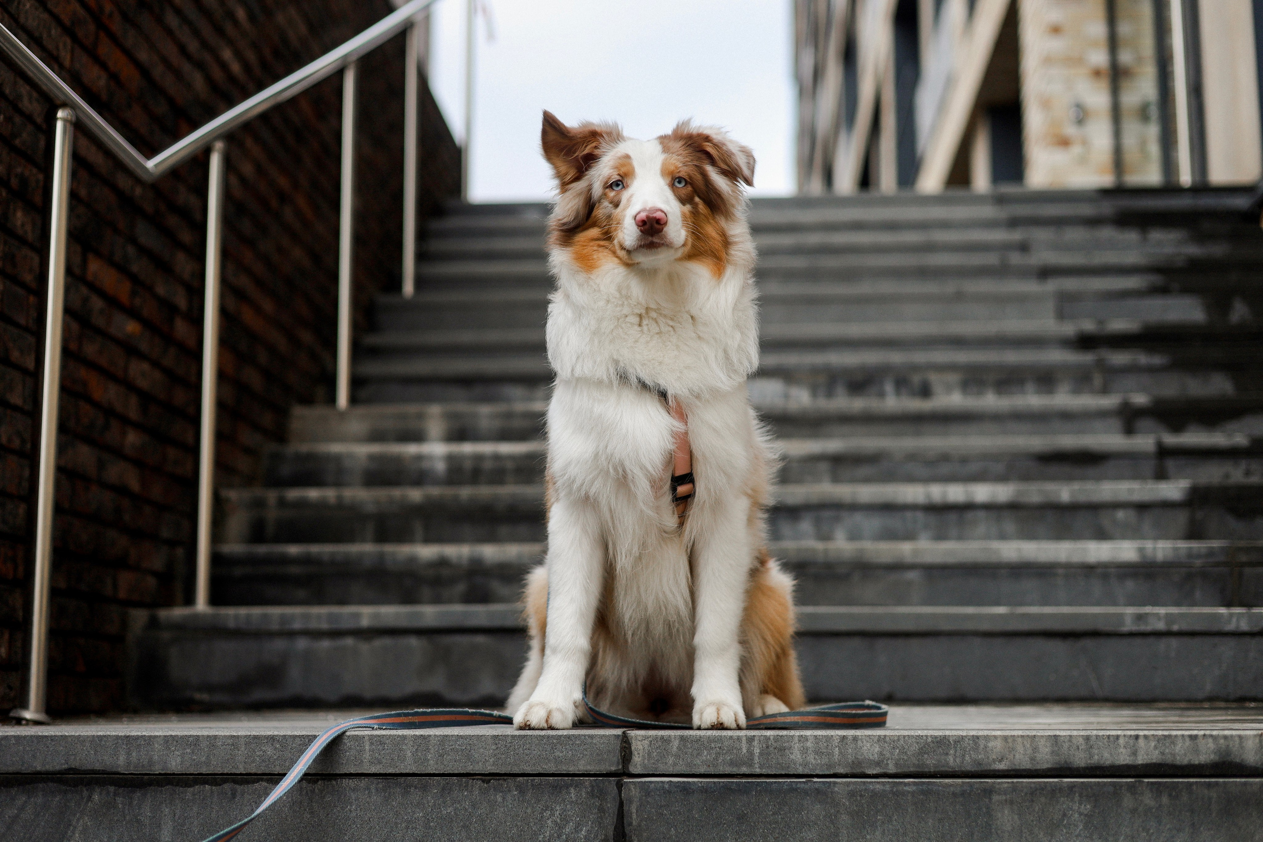 Бри и Яна. Фотограф-анималист Ксения Шевцова|Москва