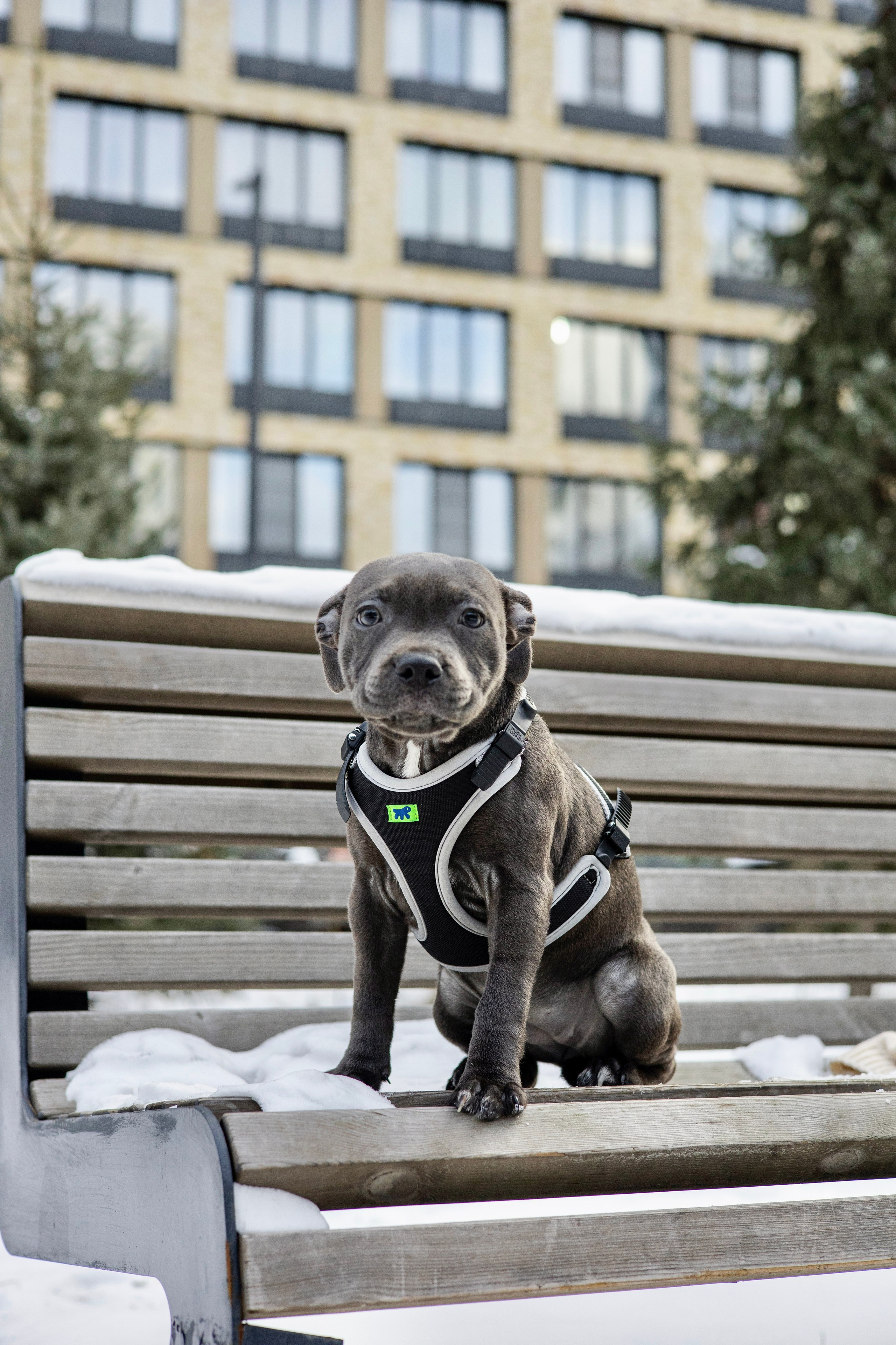 Дарси, Тимур и Юля. Фотограф-анималист Ксения Шевцова|Москва