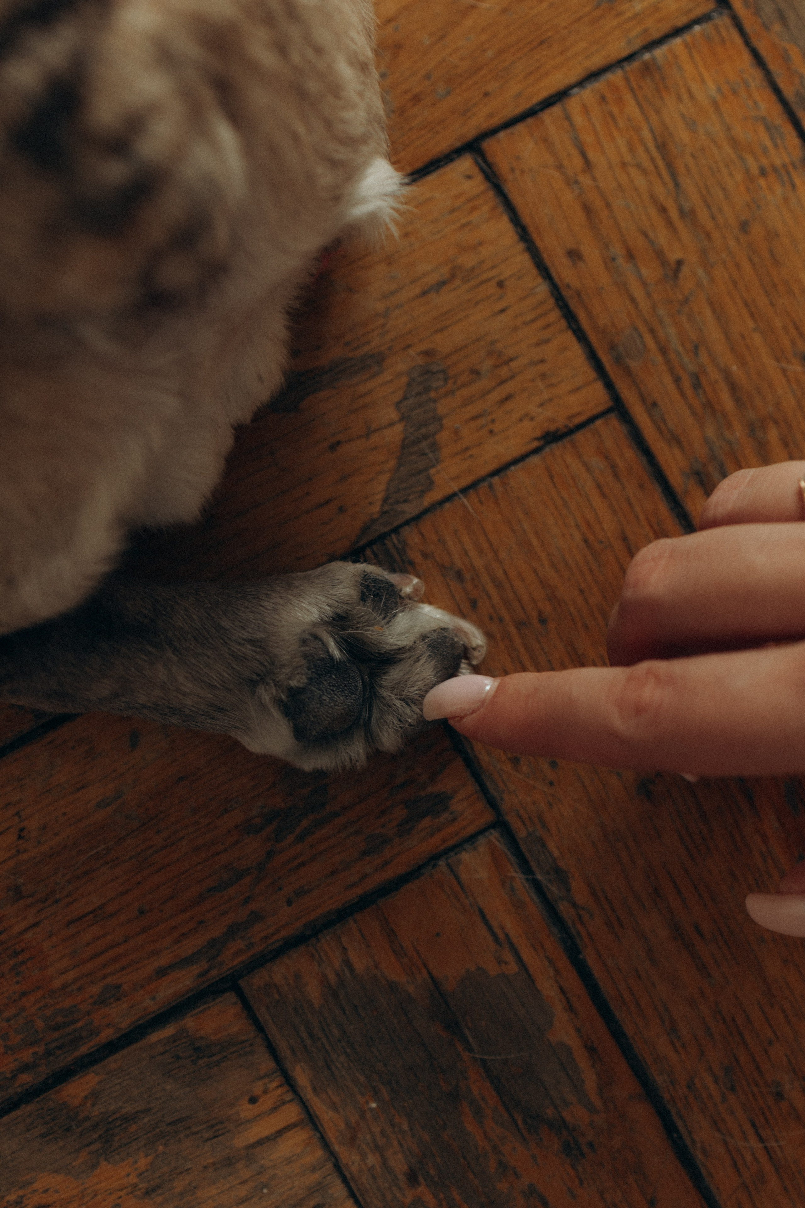 Зефирка, Булка и их Ро. Фотораф — анималист Мария Шистка