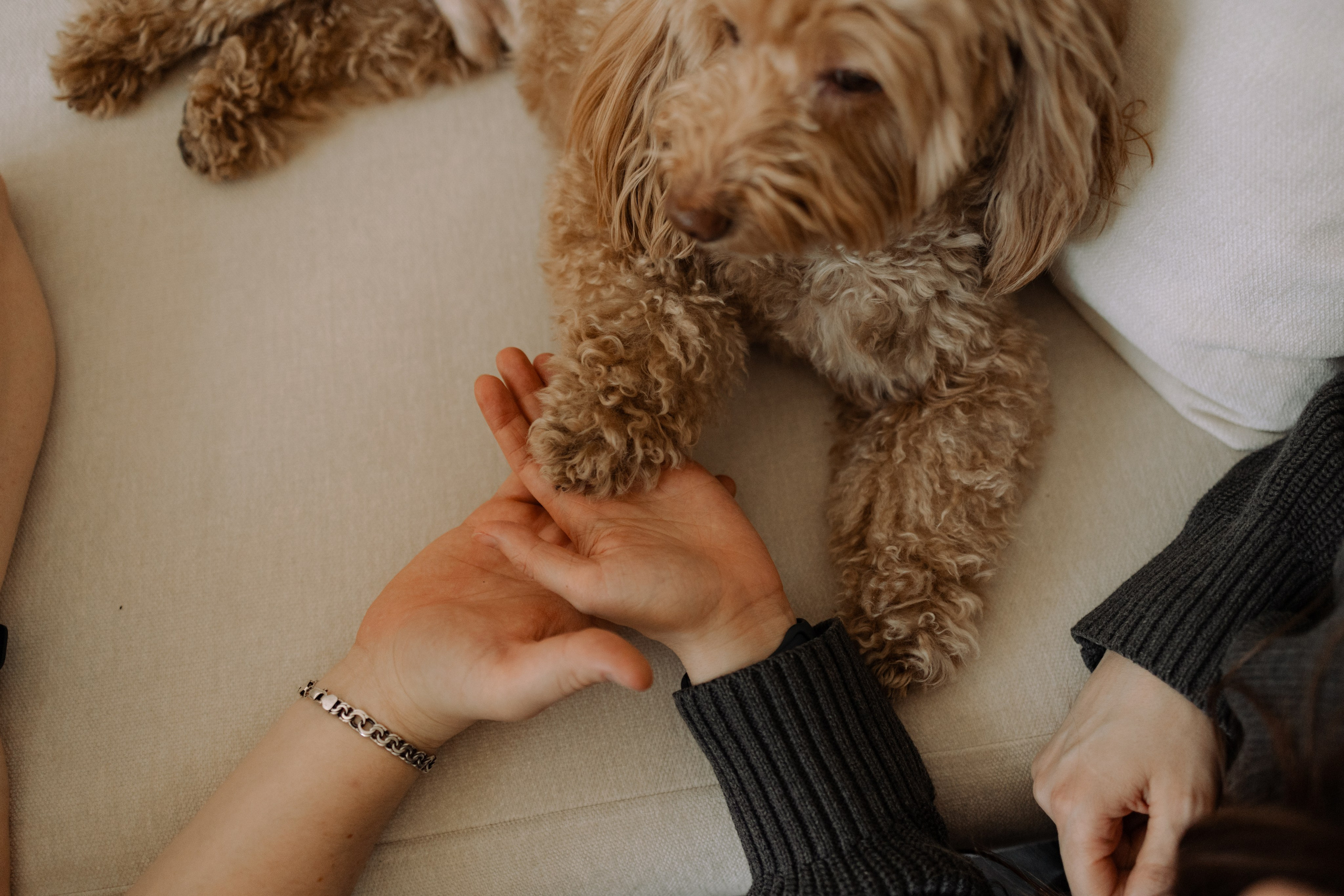 Шкипер и его семья. Фотограф — Анималист | Санкт-Петербург