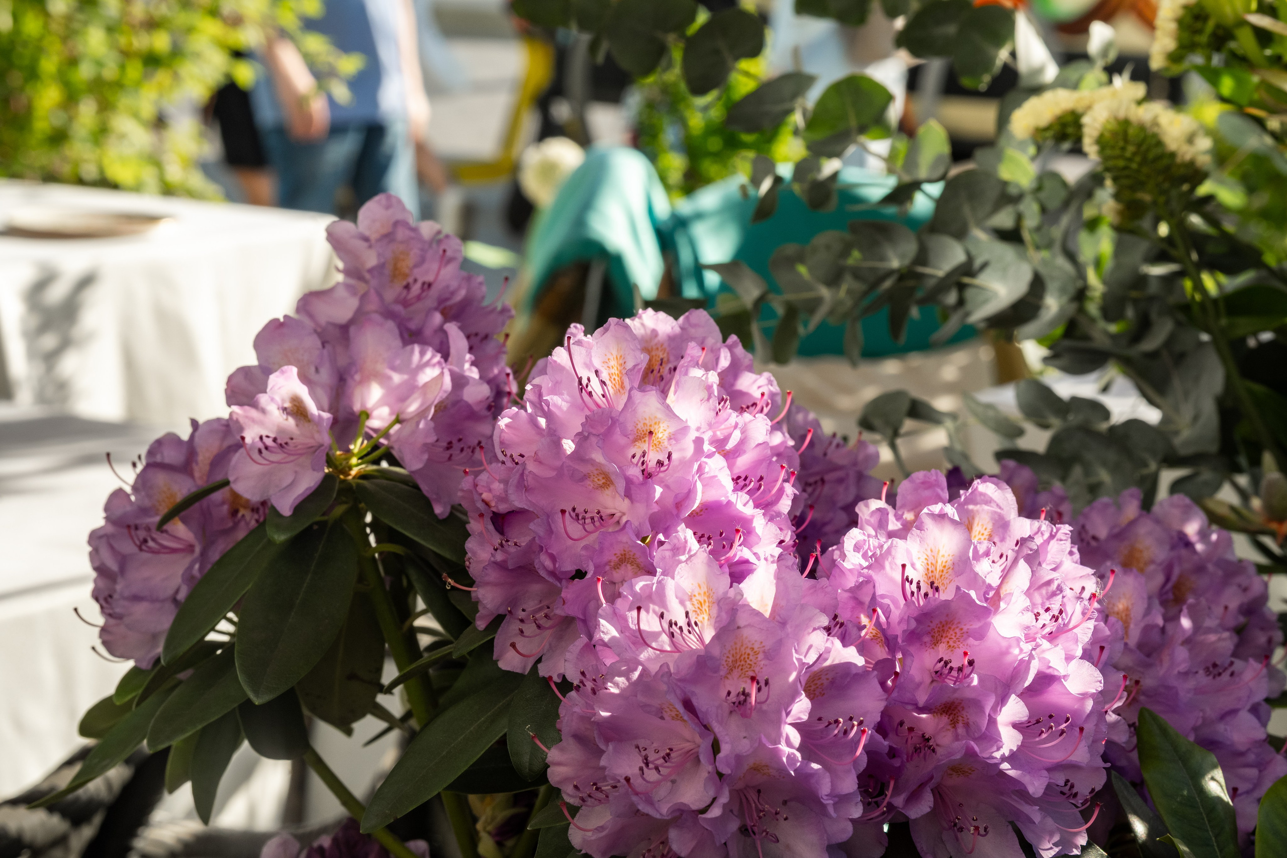 Le Pigeon — Русские сезоны и Балет «Дягилев». Фотограф Никита Комаров