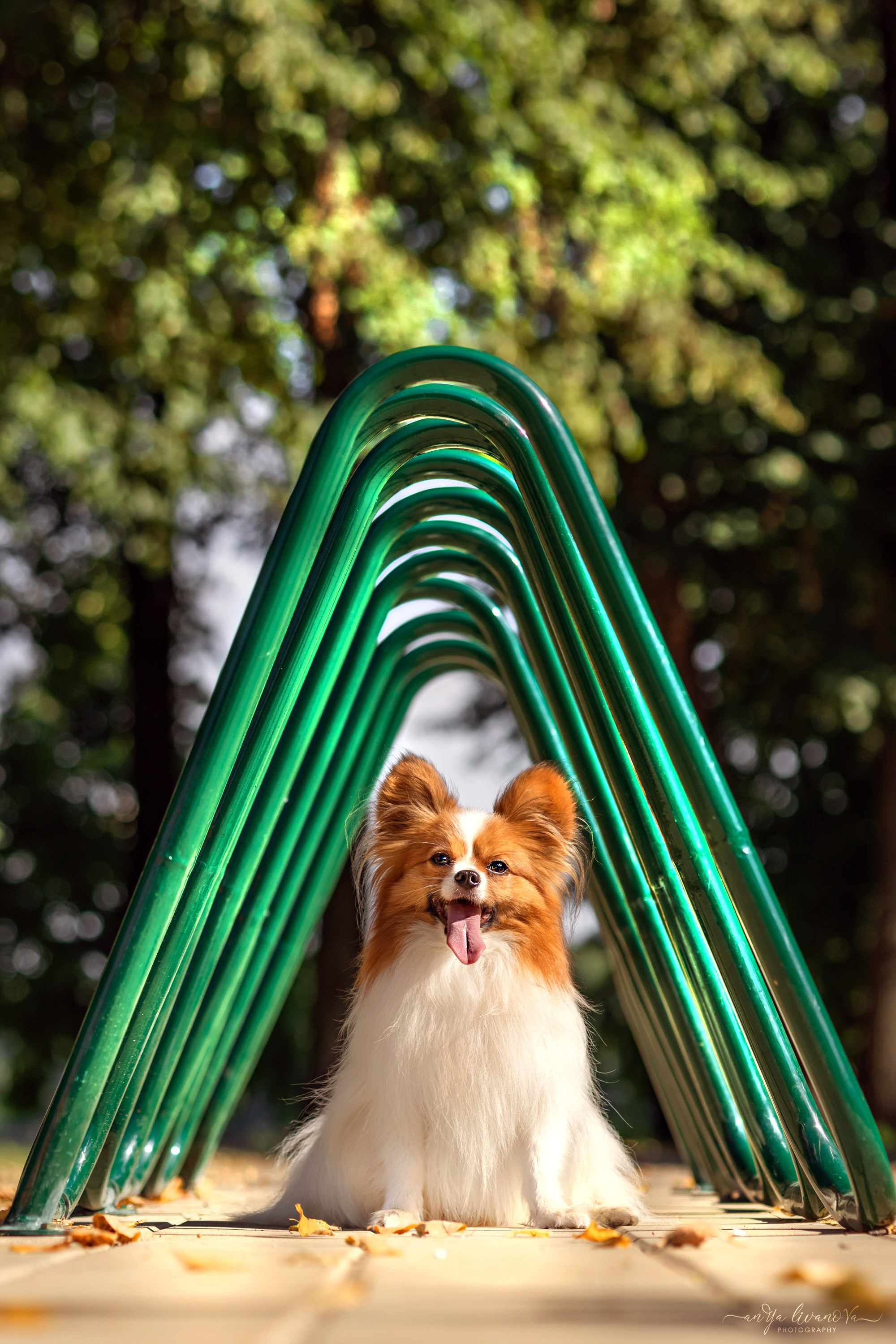 Царёчик 3 года. Фотограф анималист Аня Ливанова | Рыбинск