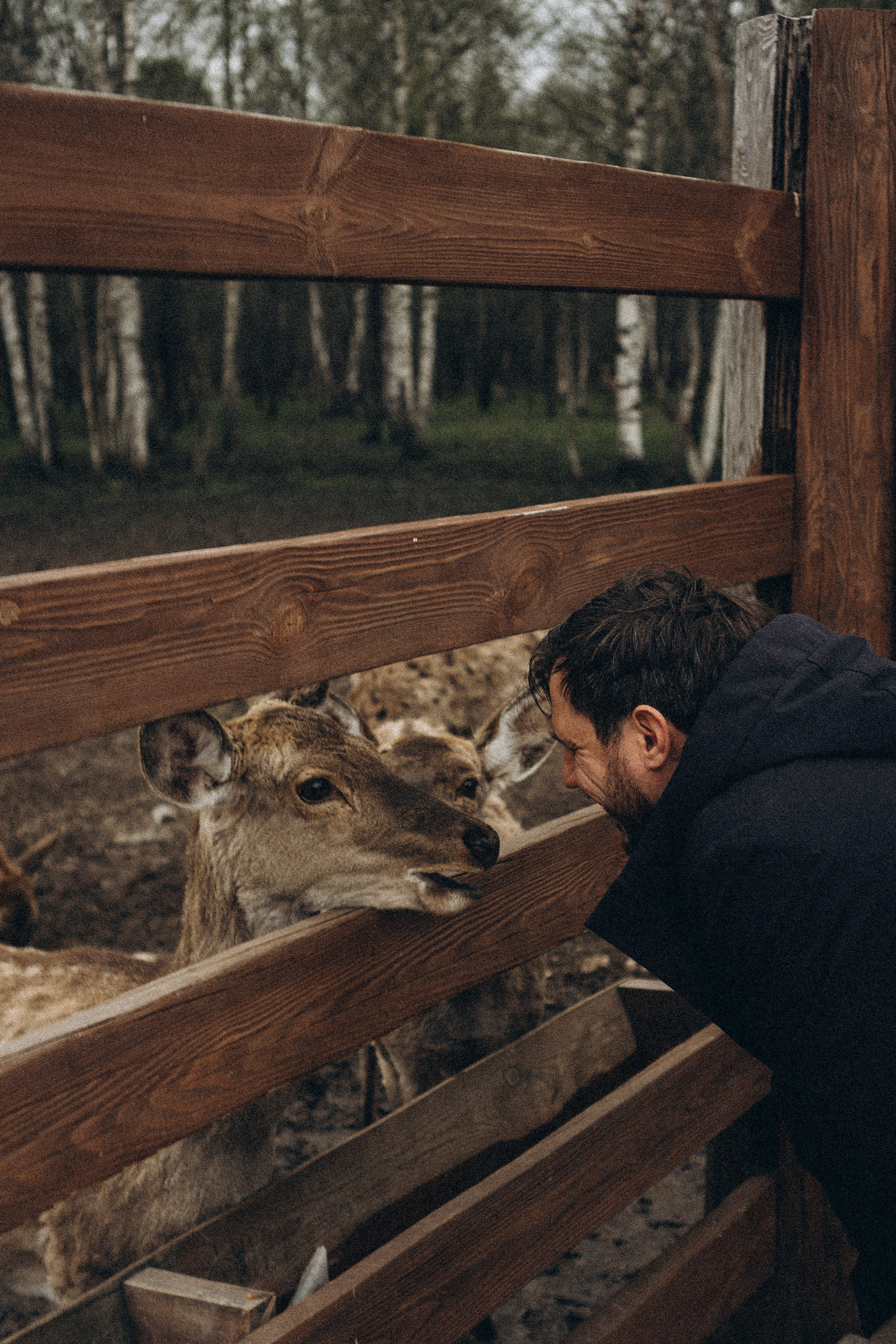 ОЛЕНЬЯ ФЕРМА В ТВЕРИ. Профессиональный фотограф, Санкт-Петербург — Виктория Богомолова