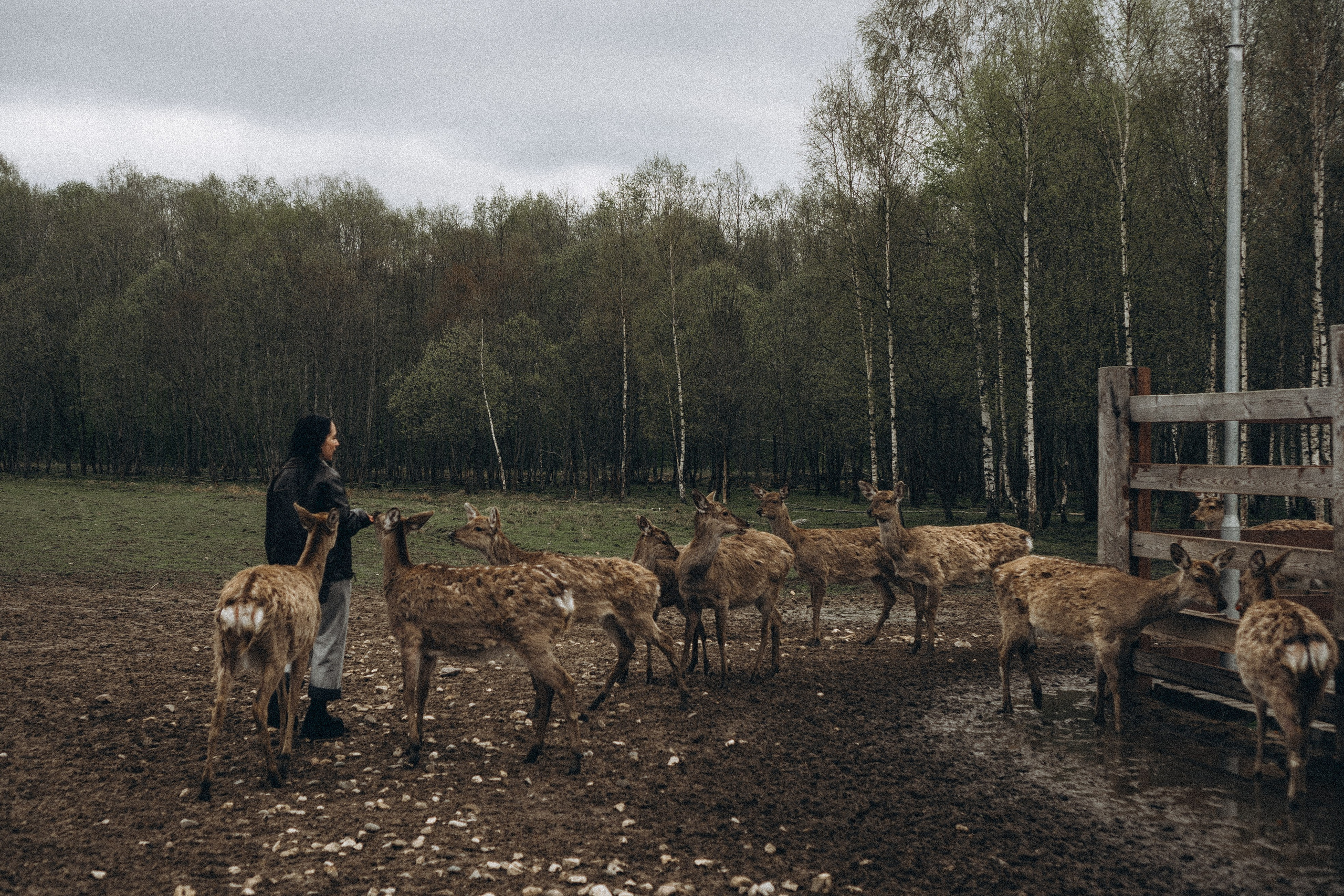 ОЛЕНЬЯ ФЕРМА В ТВЕРИ. Профессиональный фотограф, Санкт-Петербург — Виктория Богомолова
