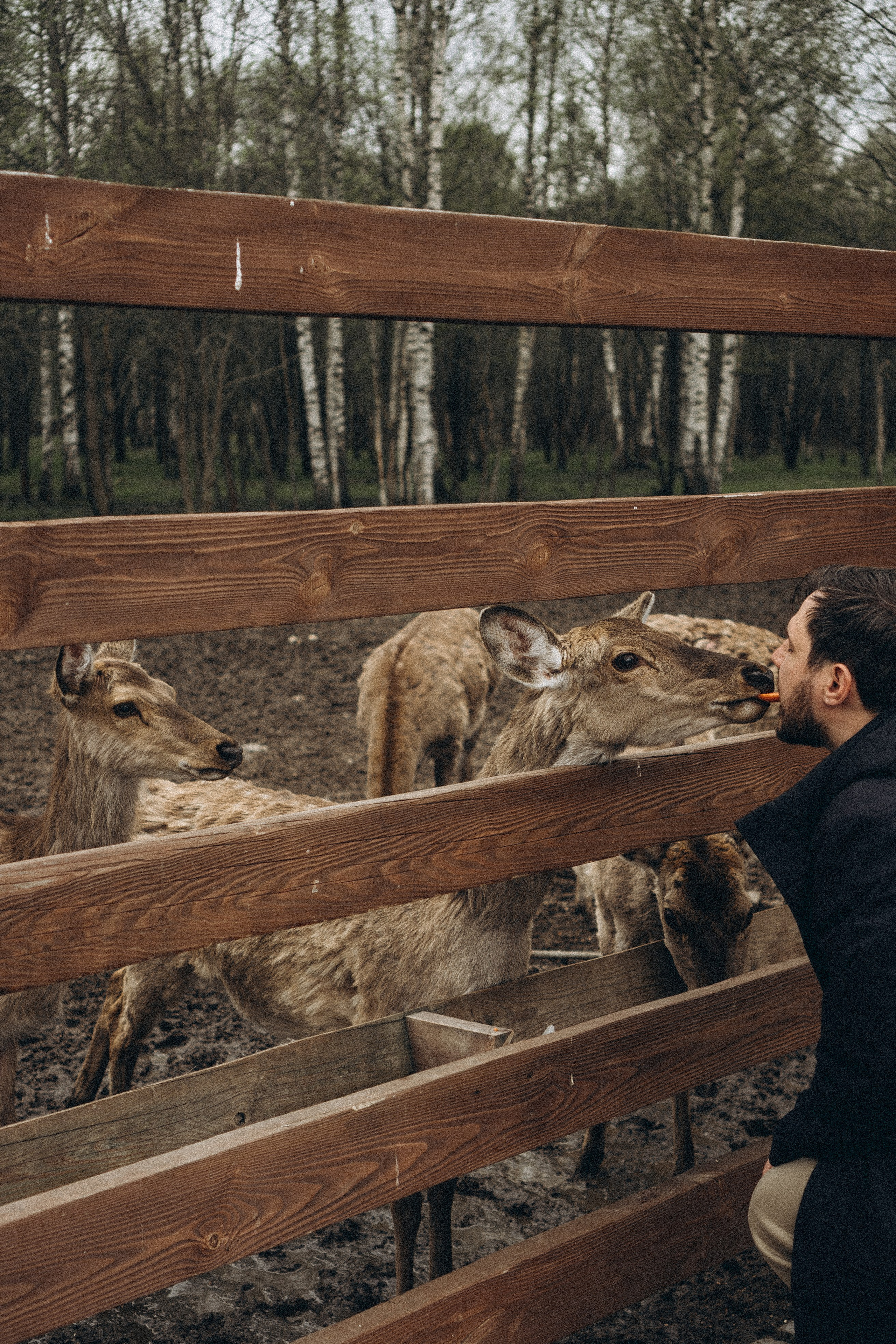 ОЛЕНЬЯ ФЕРМА В ТВЕРИ. Профессиональный фотограф, Санкт-Петербург — Виктория Богомолова