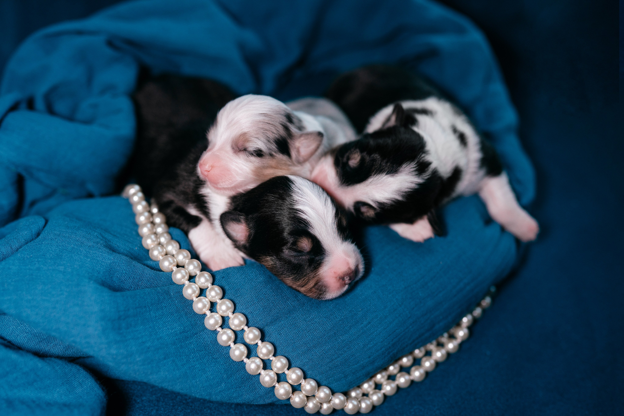 Аусси. Фотограф анималист Осипчикова Мария