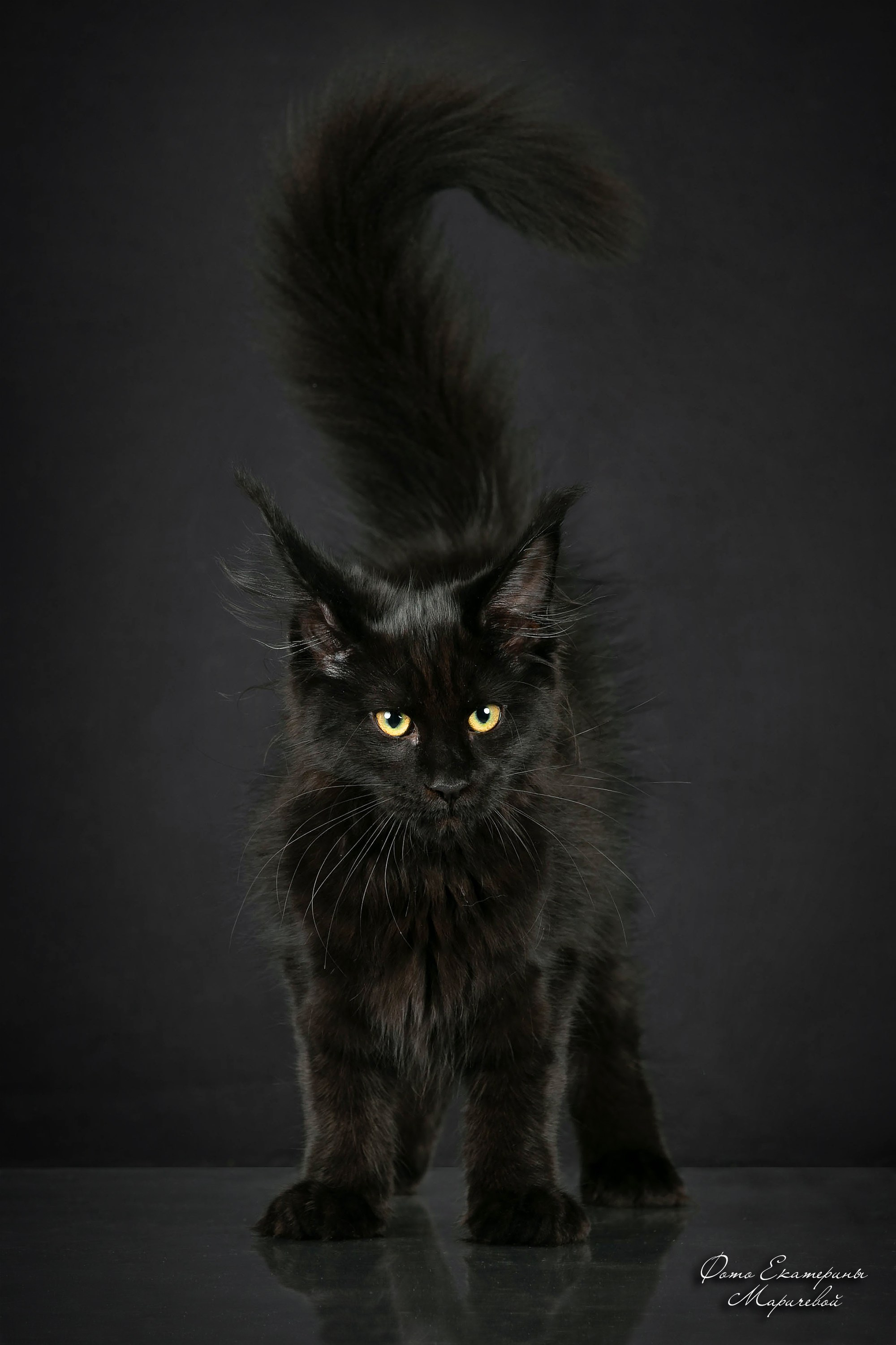 Стендовая съёмка на выставках кошек. Фотограф-анималист в Омске Екатерина Маричева