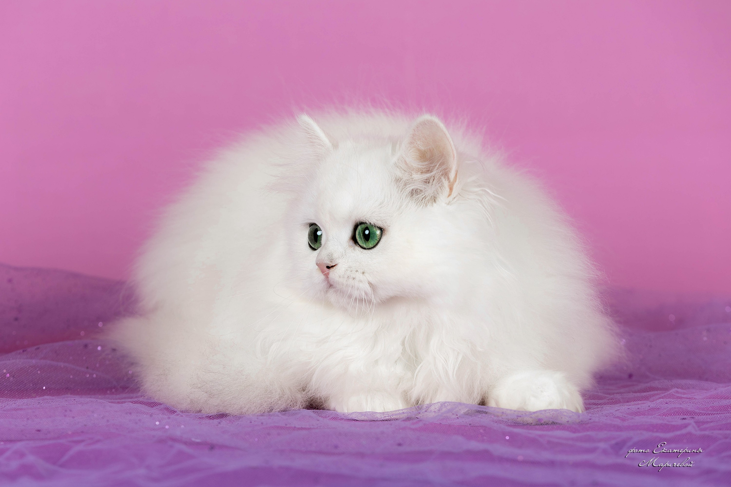 Галерея котят. Фотограф-анималист в Омске Екатерина Маричева